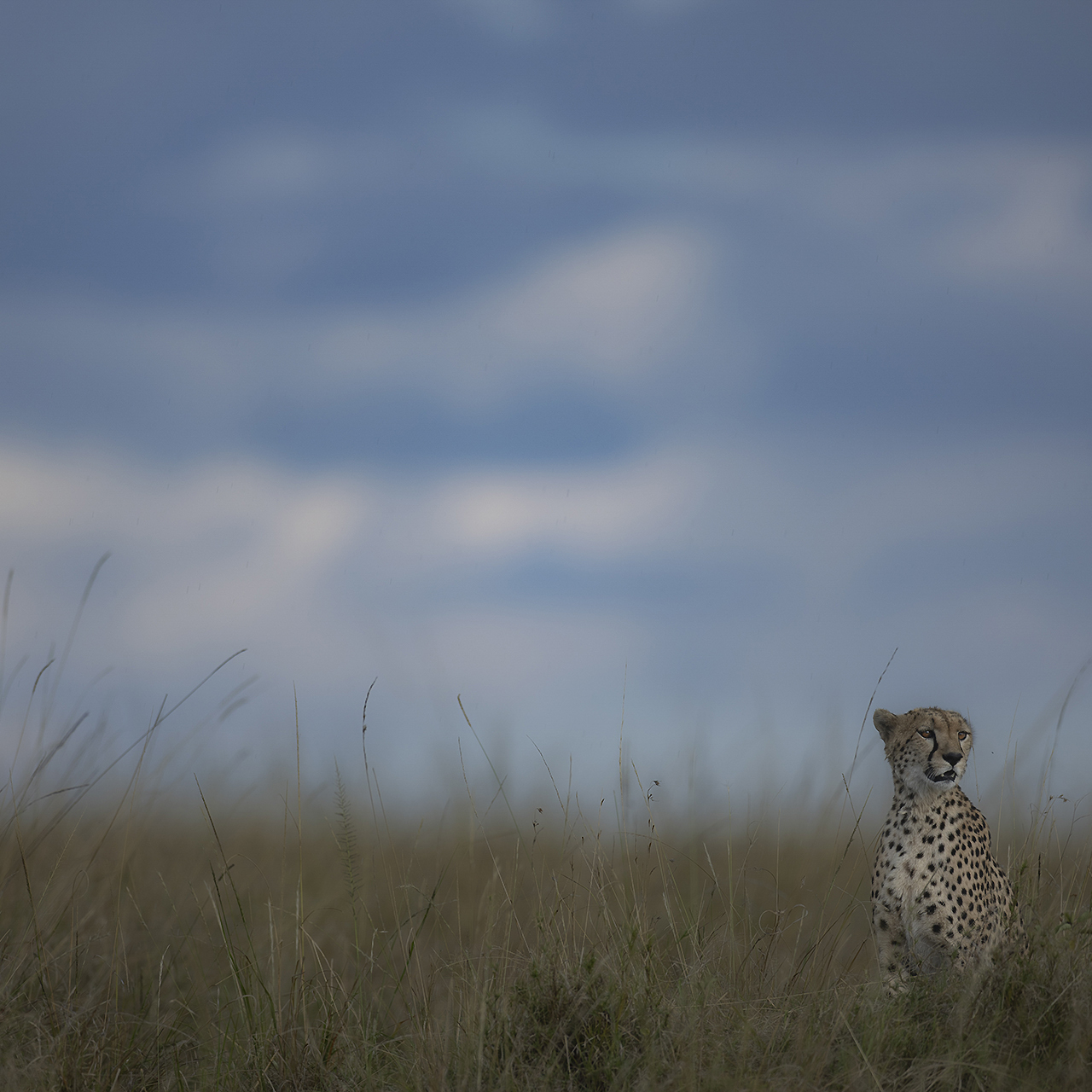 GALLERY Great Plains Conservation ol Donyo Lodge Marius Coetzee 16