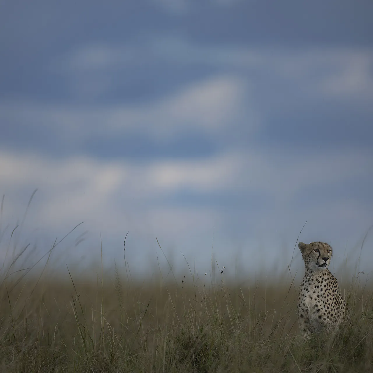 GALLERY Great Plains Conservation ol Donyo Lodge Marius Coetzee 16