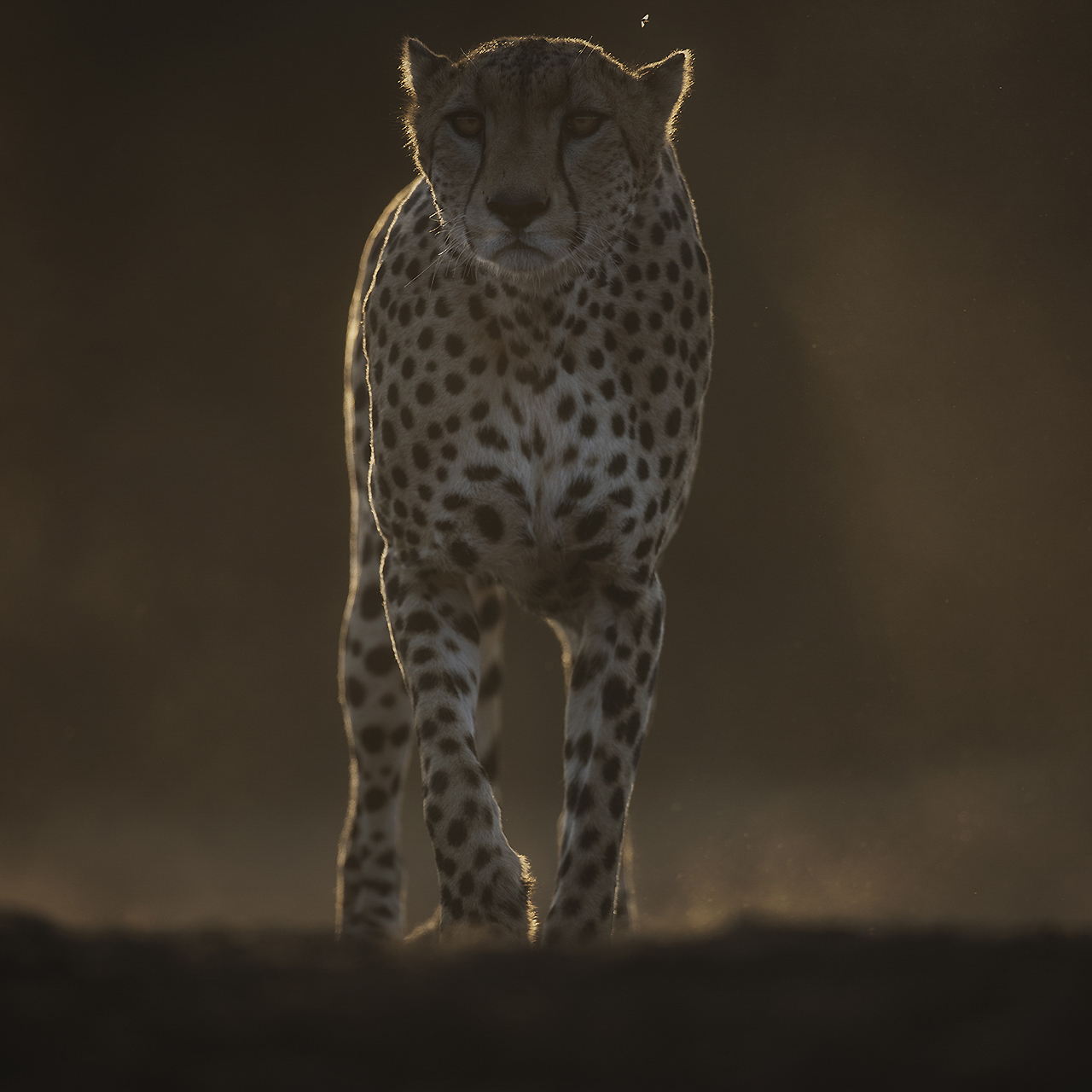 GALLERY Great Plains Conservation ol Donyo Lodge Marius Coetzee 28