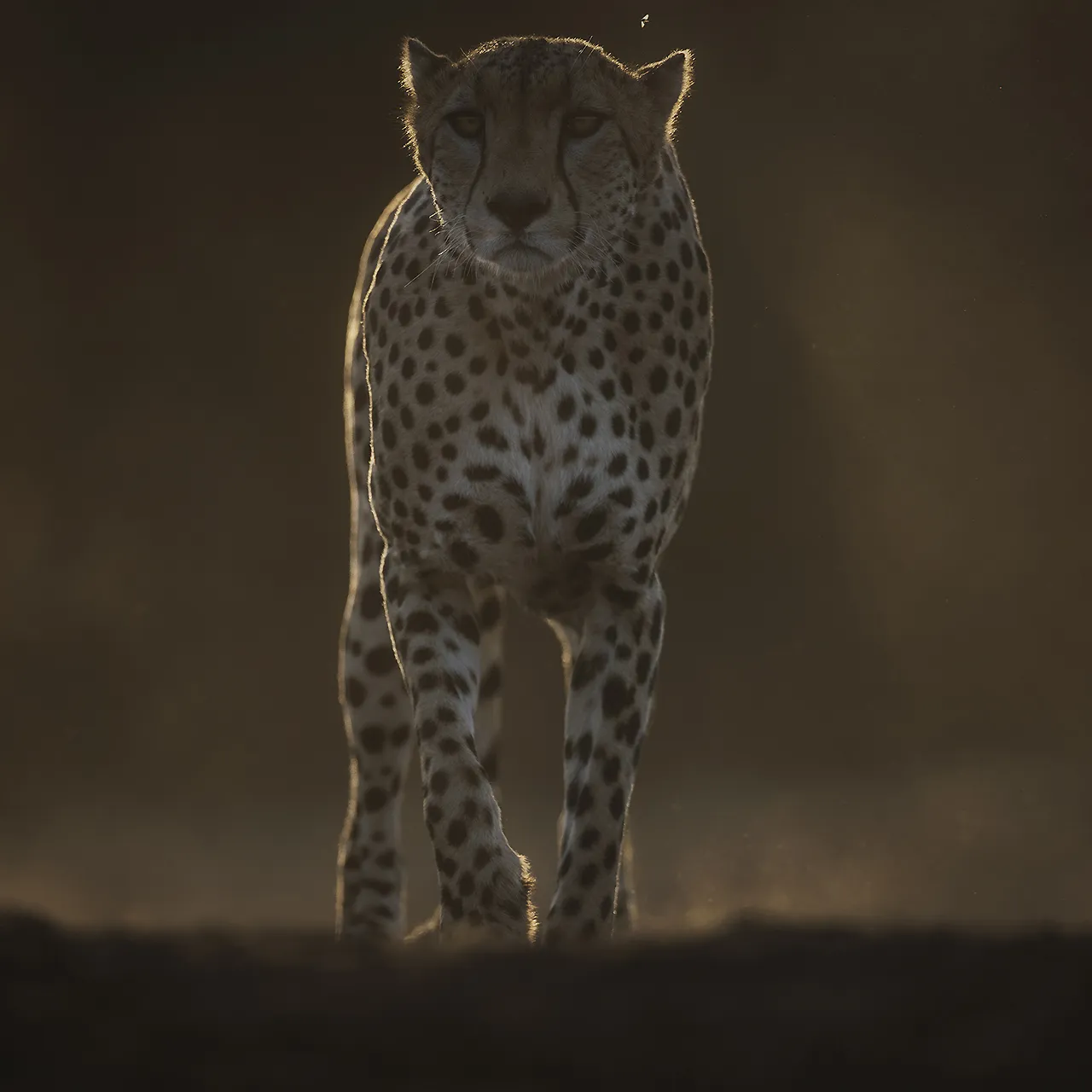 GALLERY Great Plains Conservation ol Donyo Lodge Marius Coetzee 28