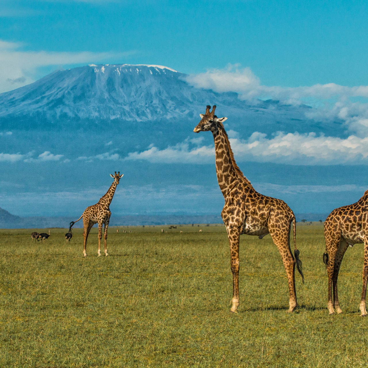 GALLERY Great Plains Kenya Chyulu Hills 20