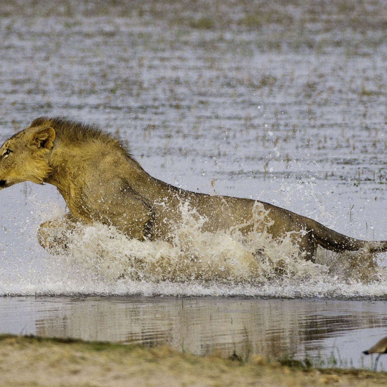 GALLERY Great Plains Kenya Chyulu Hills 46