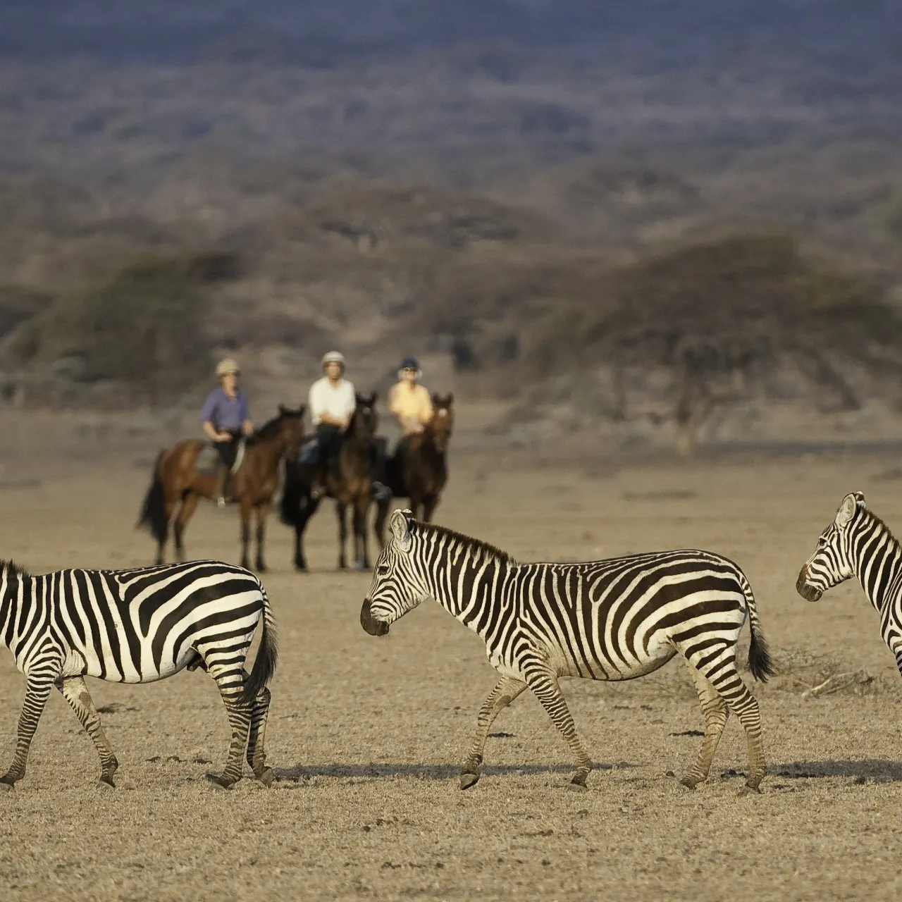 GALLERY Great Plains Kenya Chyulu Hills 53