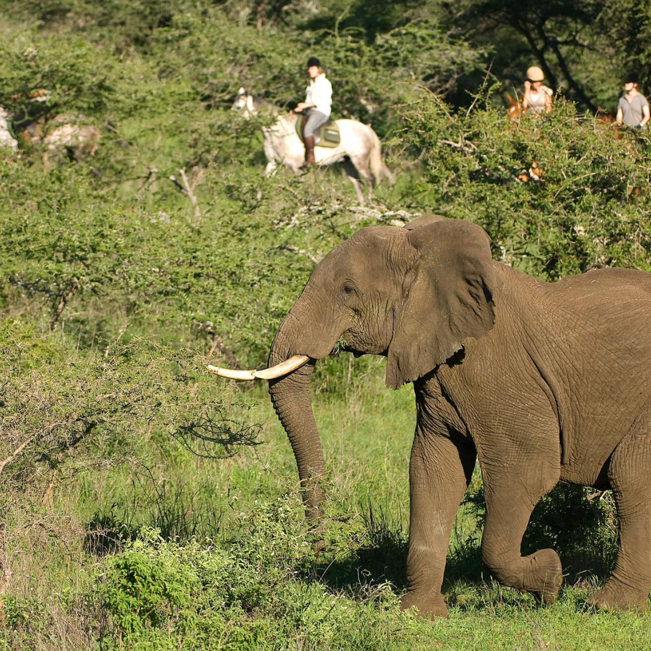 GALLERY Great Plains Kenya Chyulu Hills 60