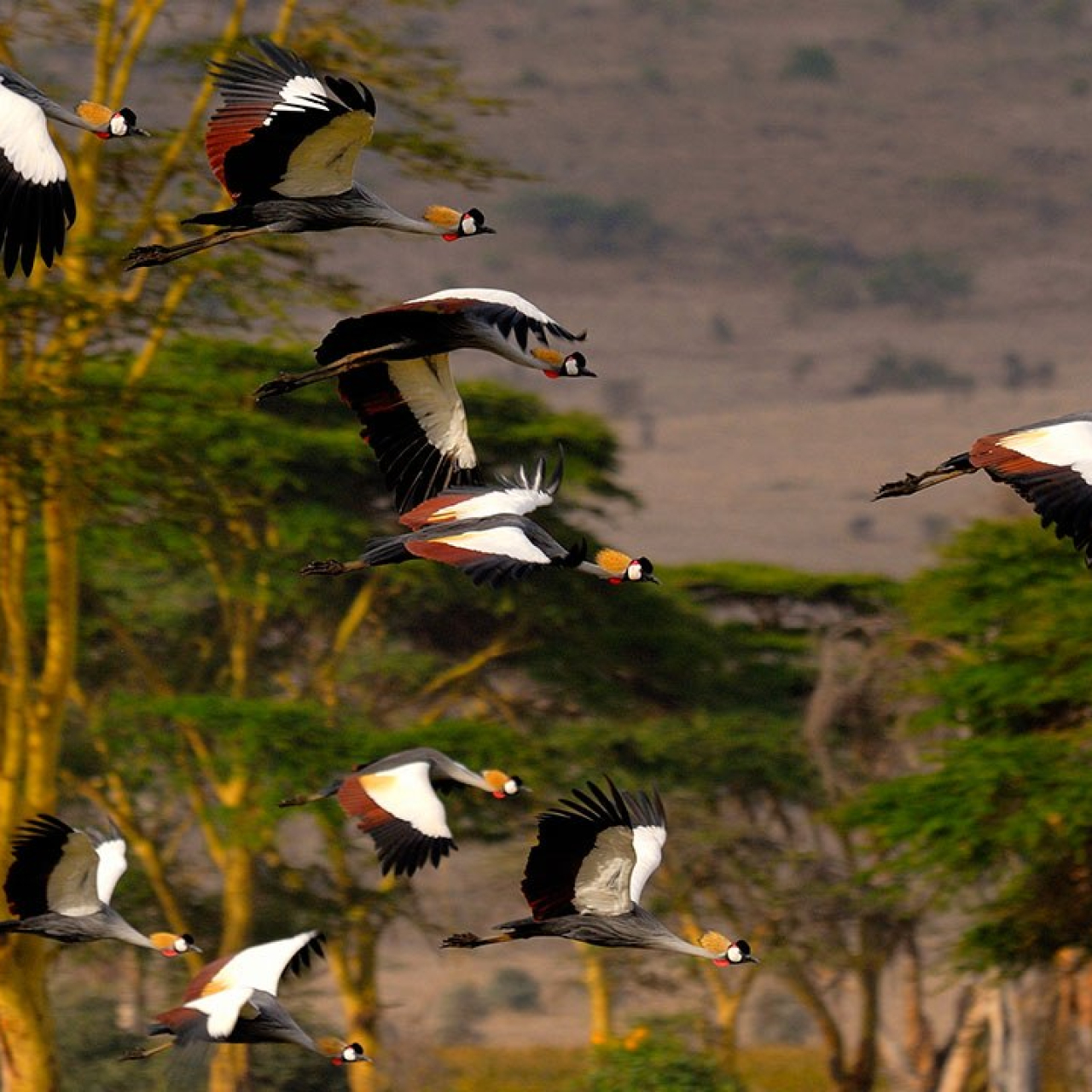 GALLERY Elewana Cranes by Paolo Torchio