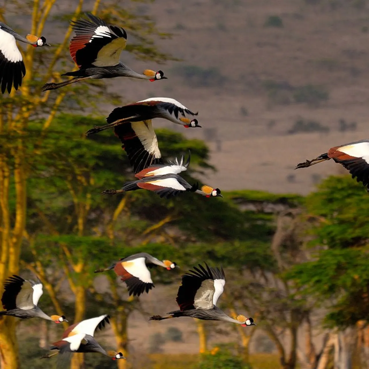 GALLERY Elewana Cranes by Paolo Torchio