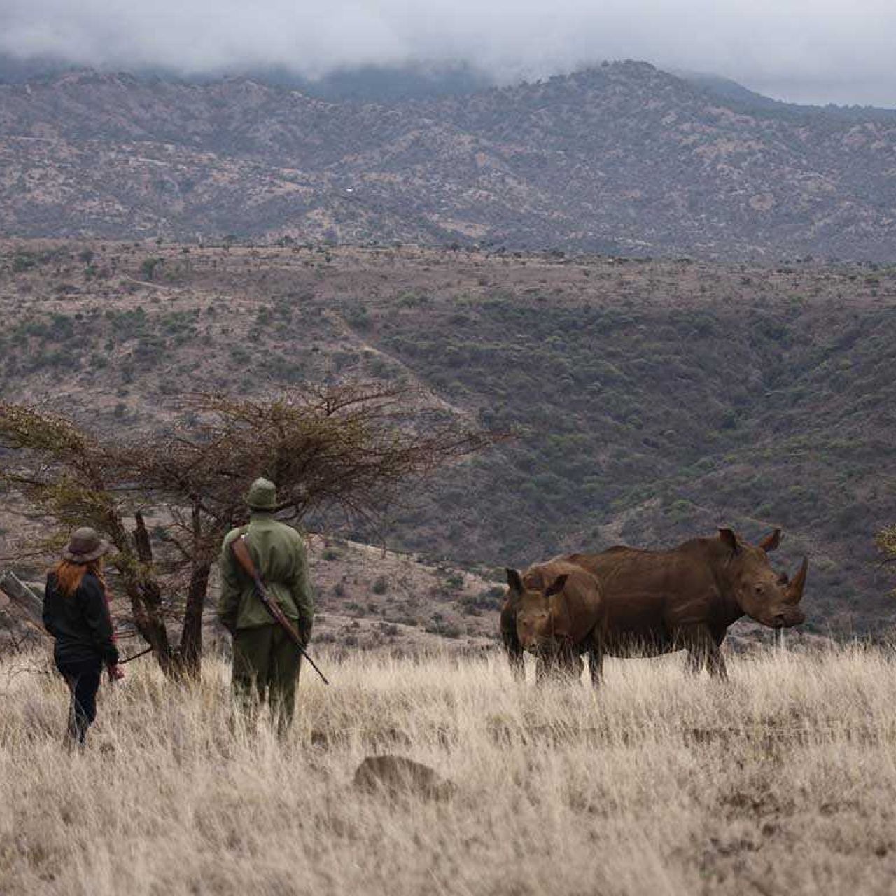 GALLERY Elewana Lewa Safari Camp Bush Walk Rhino