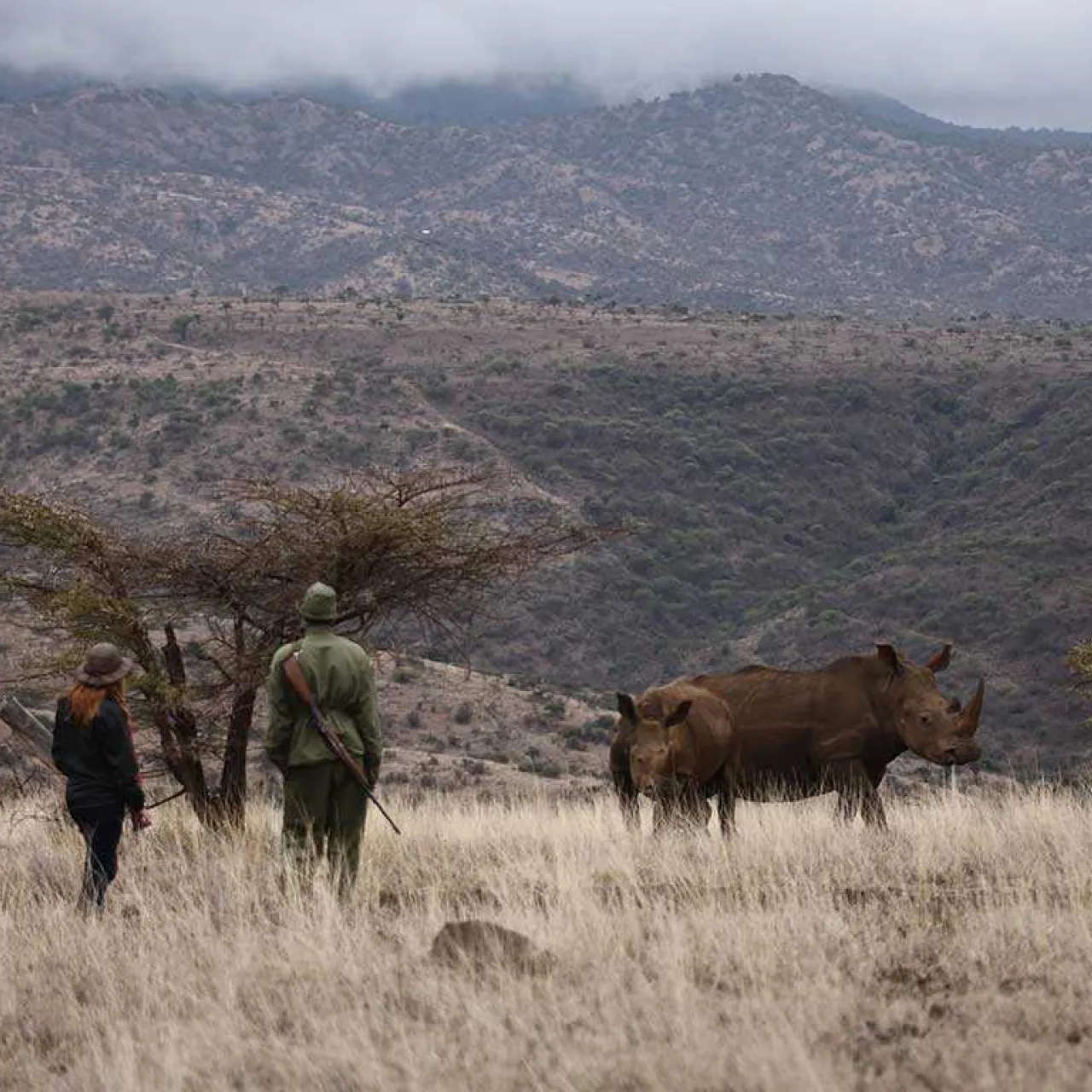 GALLERY Elewana Lewa Safari Camp Bush Walk Rhino