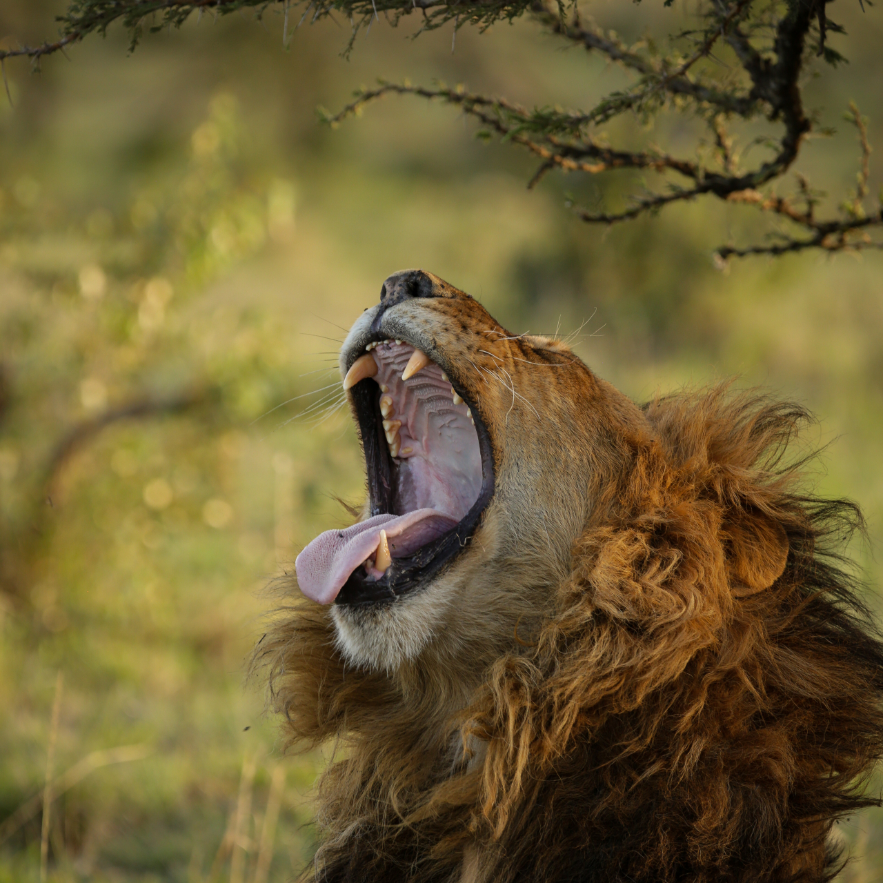 GALLERY Great Plains Conservation Mara Plains Camp Helene Ramackers 03