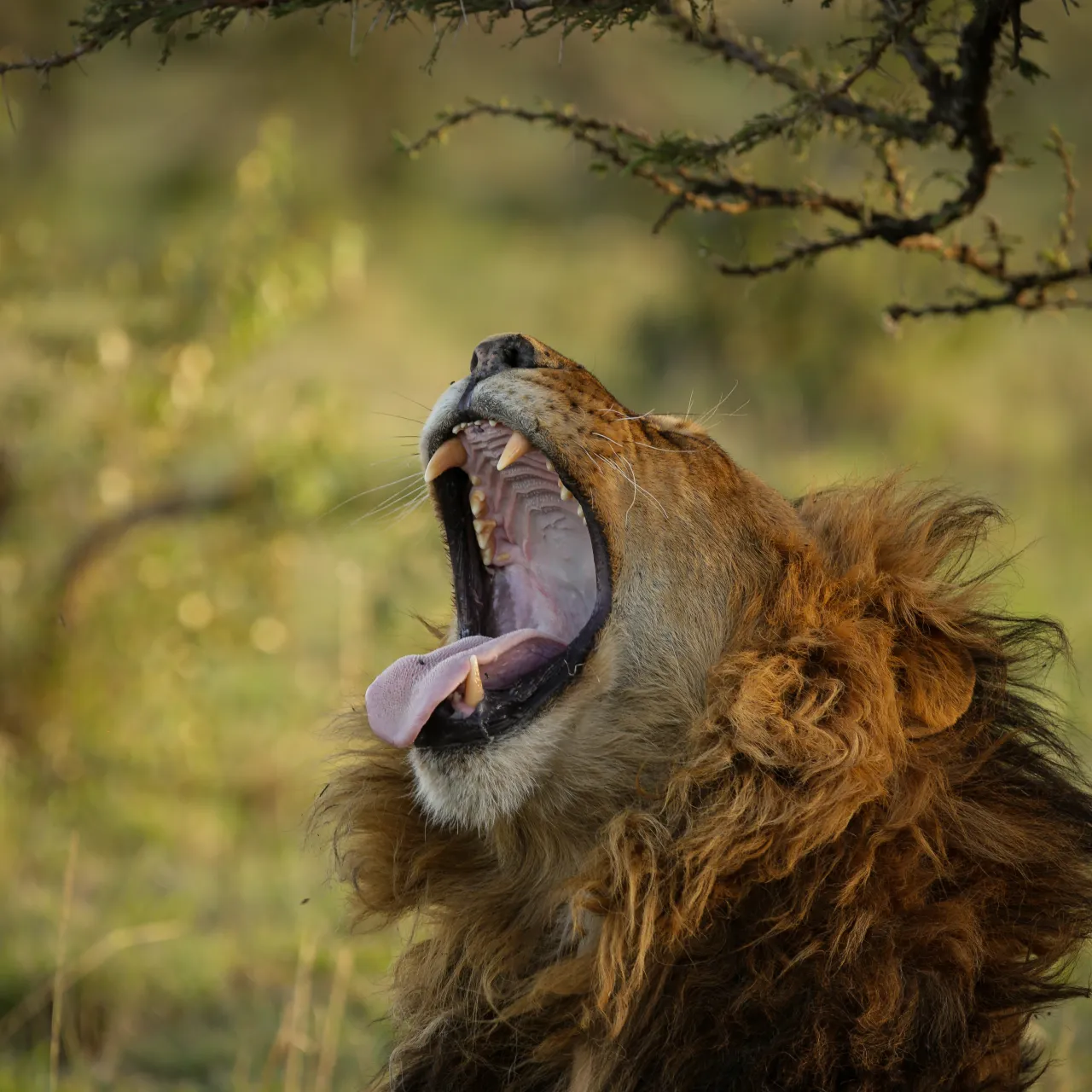 GALLERY Great Plains Conservation Mara Plains Camp Helene Ramackers 03