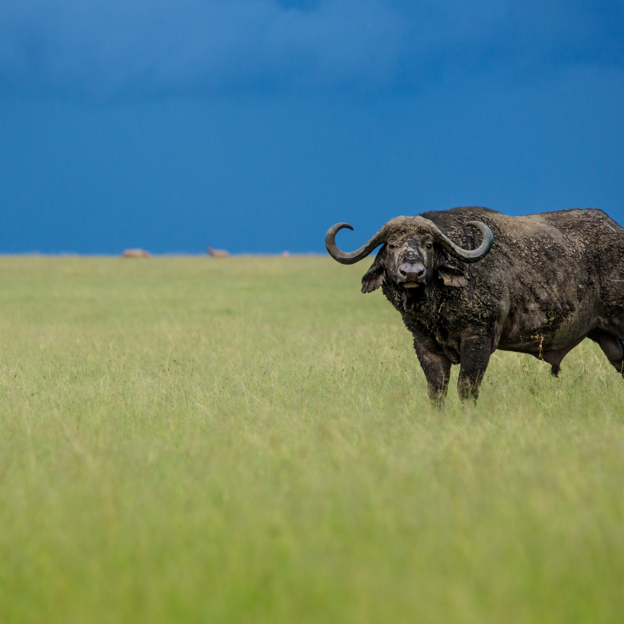 GALLERY Great Plains Kenya Masai Mara 16