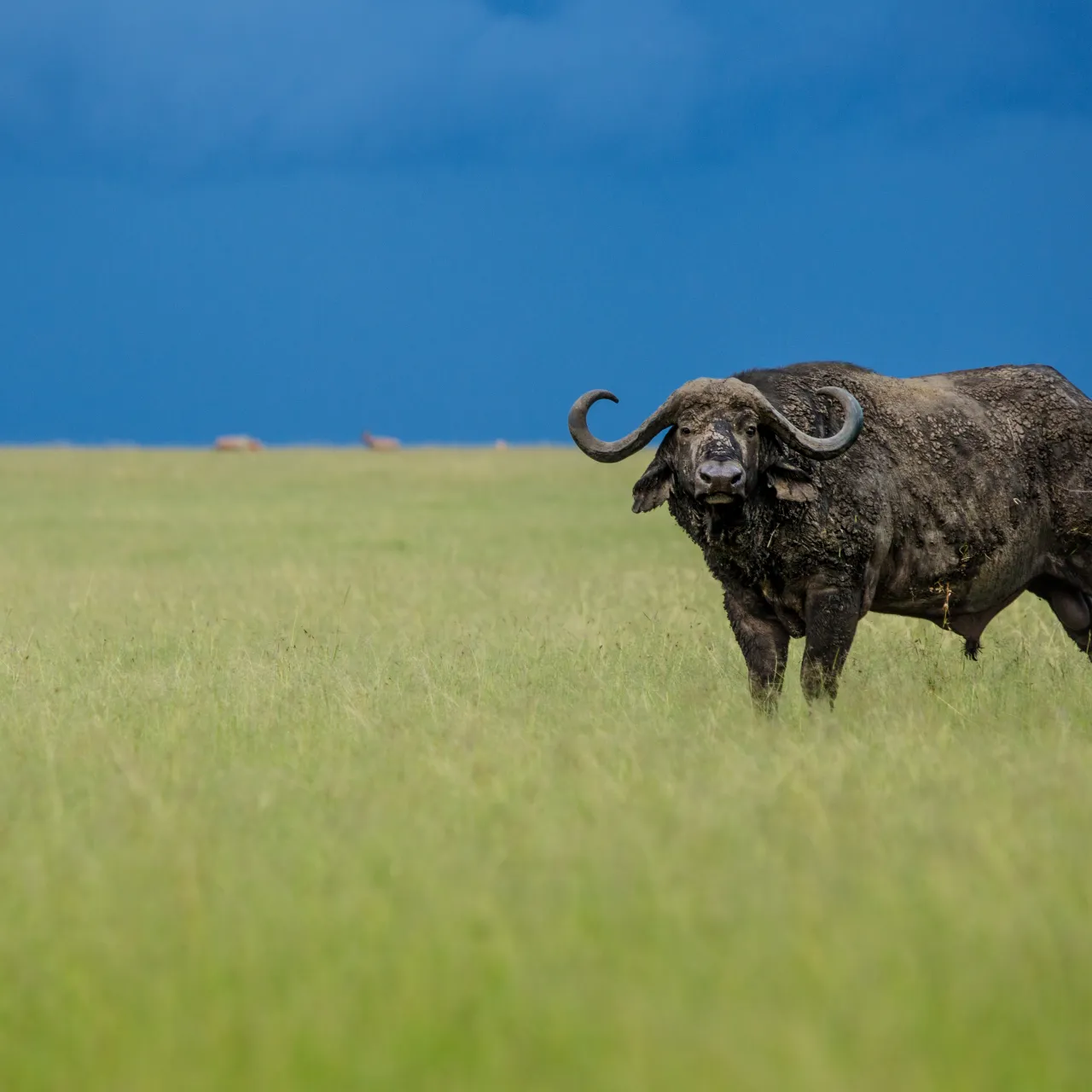 GALLERY Great Plains Kenya Masai Mara 16