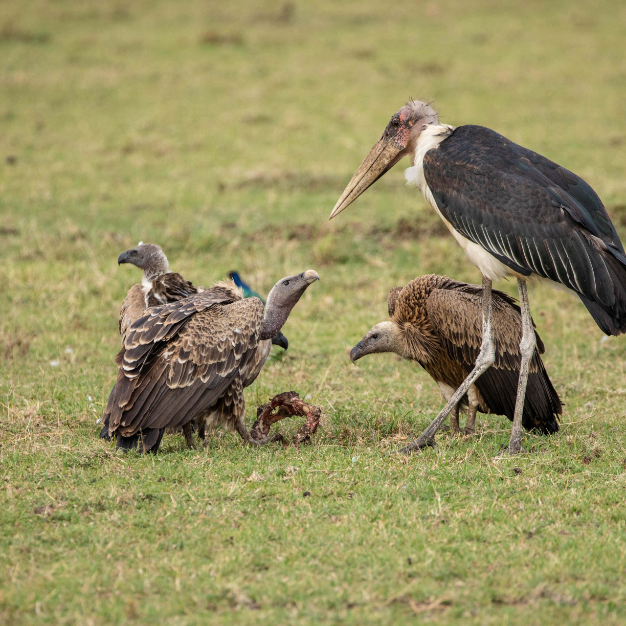 GALLERY Great Plains Kenya Masai Mara 56