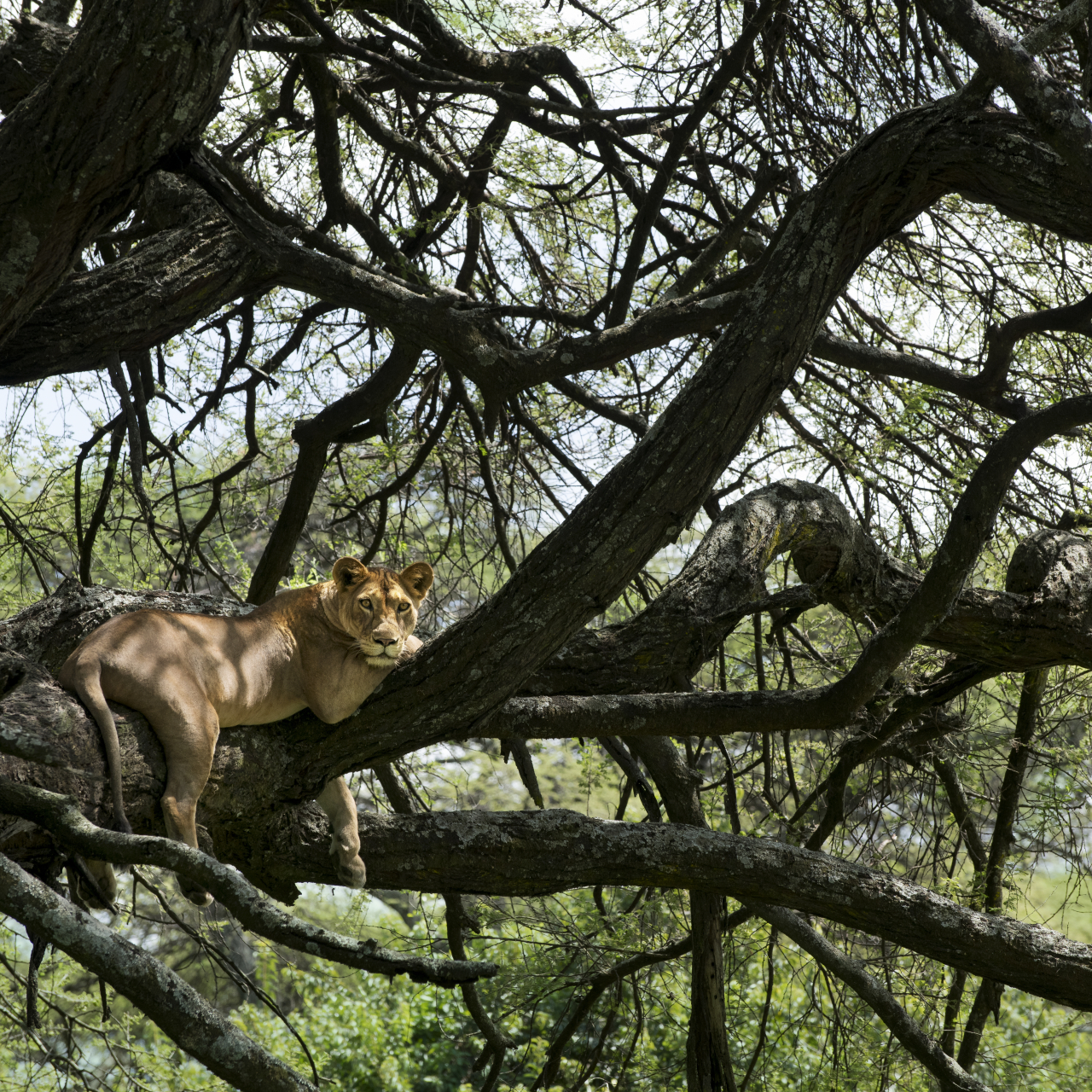 GALLERY Tanzania Lake Manyara Tree Lodge wildlife lioness in a tree