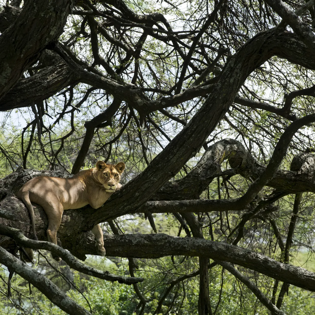 GALLERY Tanzania Lake Manyara Tree Lodge wildlife lioness in a tree