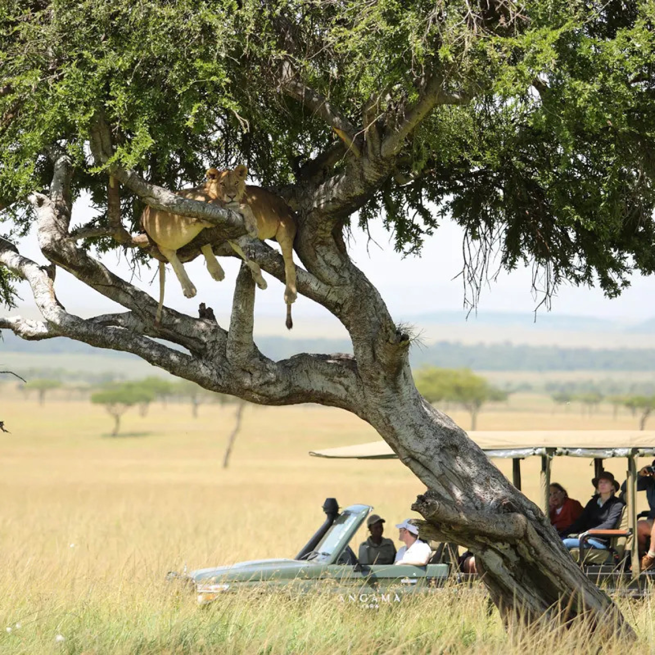 GALLERY Angama Vehicle with Lion in Tree ktdwam