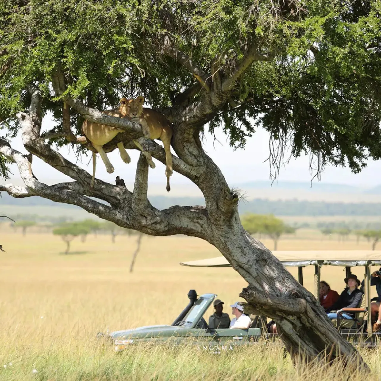 GALLERY Angama Vehicle with Lion in Tree ktdwam