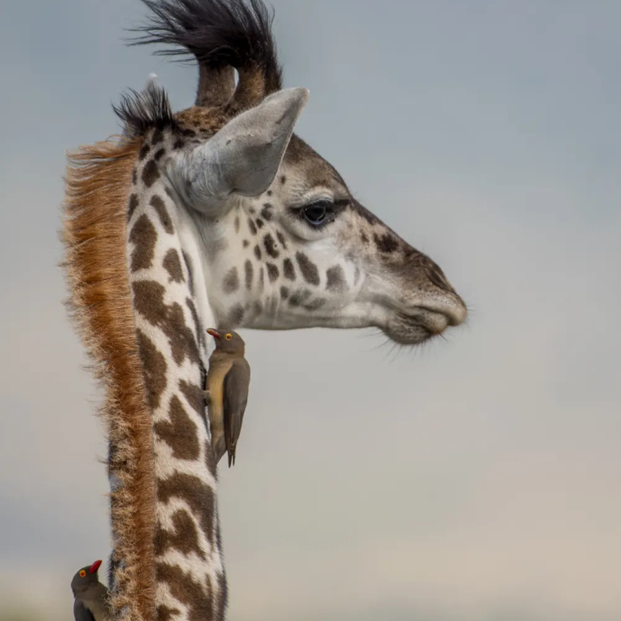 GALLERY TNW 02 11 2018 Giraffe baby 2 ak1cju