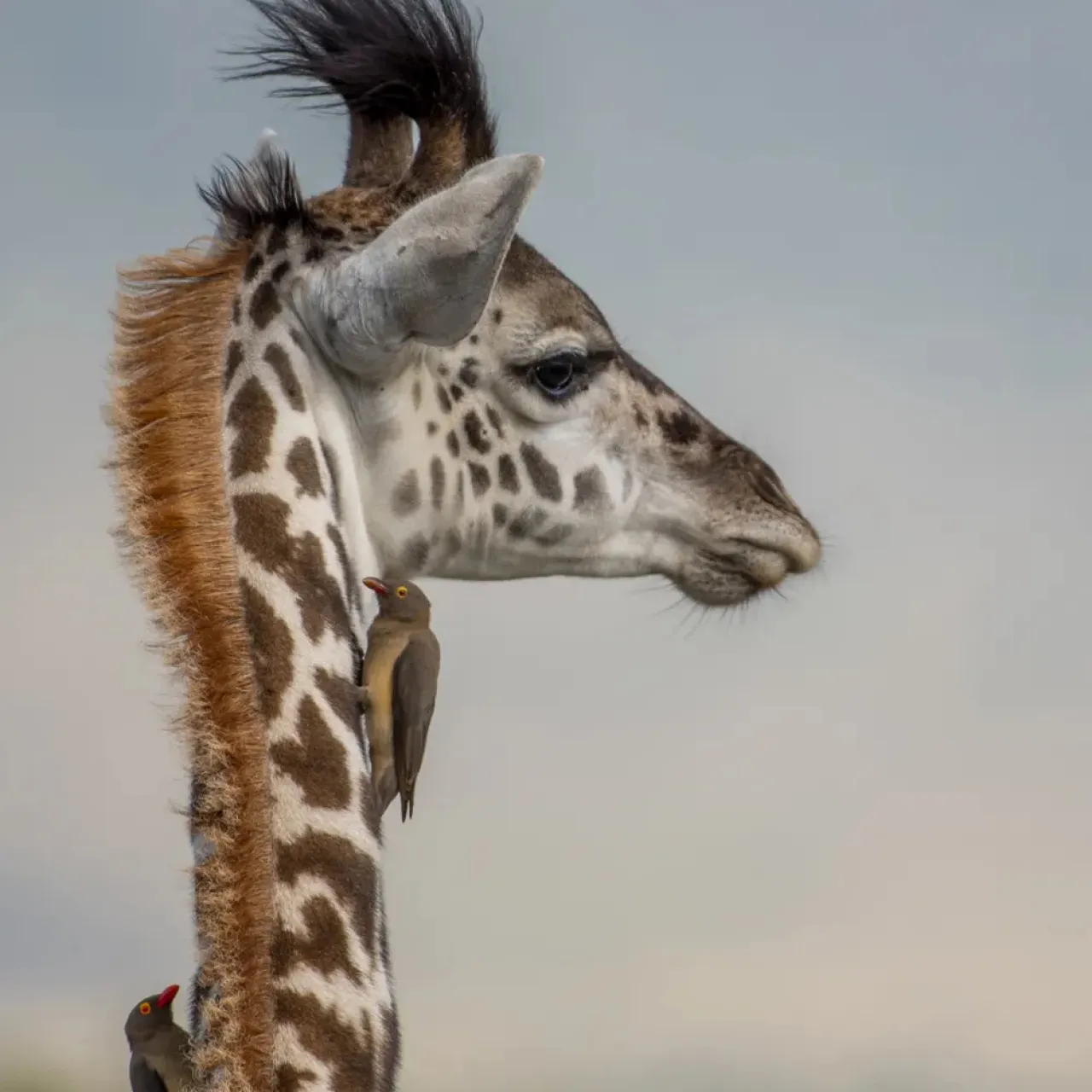 GALLERY TNW 02 11 2018 Giraffe baby 2 ak1cju