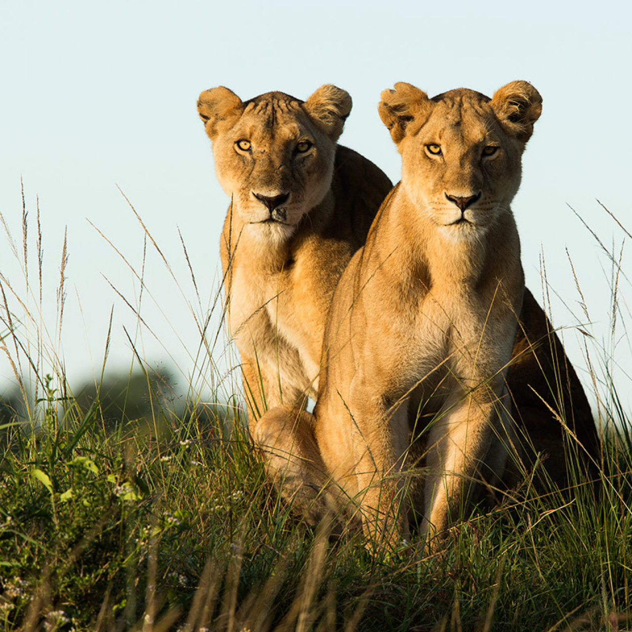 GALLERY ABW 12 06 18 Two lionesses 1 zmvl1r