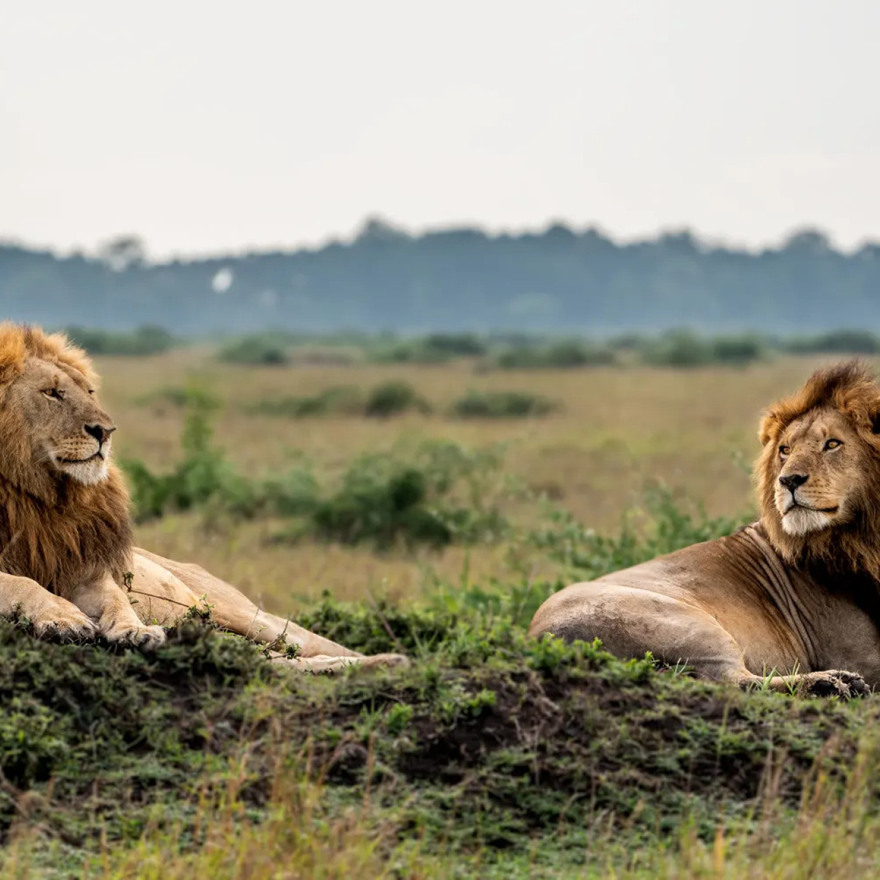 GALLERY TNW 03 11 2018 male Lions zejkyg