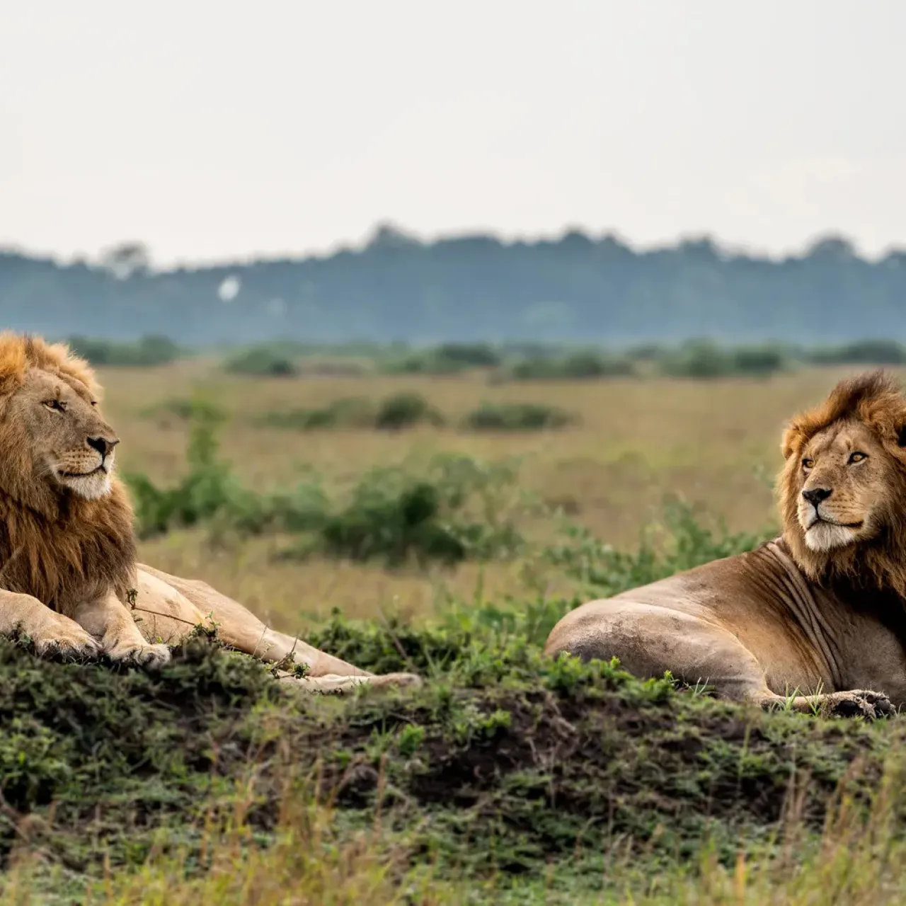 GALLERY TNW 03 11 2018 male Lions zejkyg