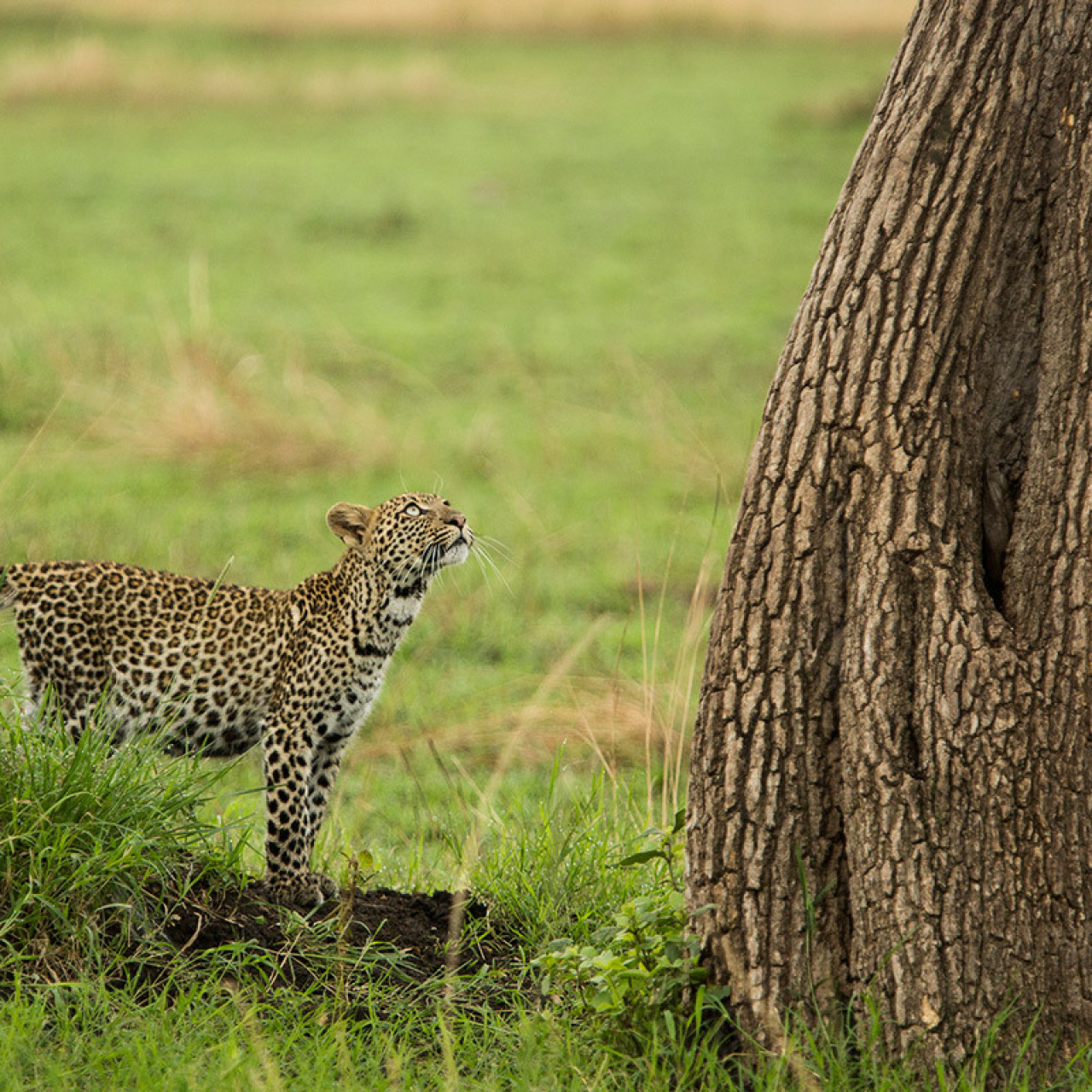 GALLERY ABW 12 03 18 Leopard cub looks up 1 ed6ntn