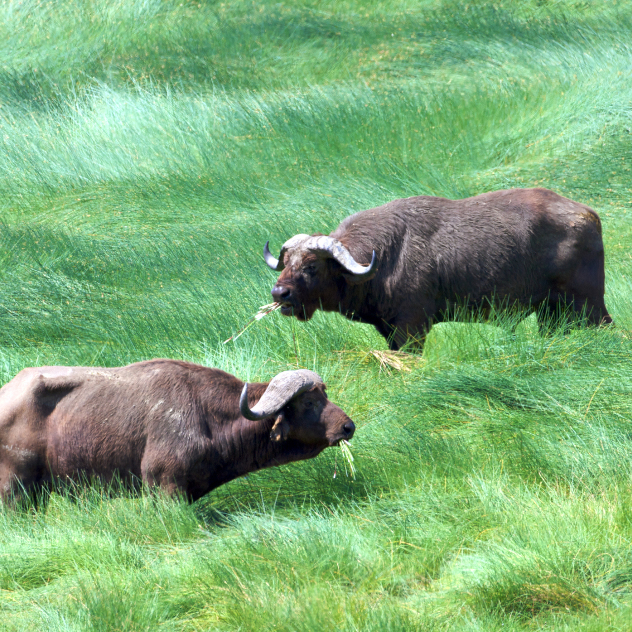 GALLERY Buffalo Shutterstock