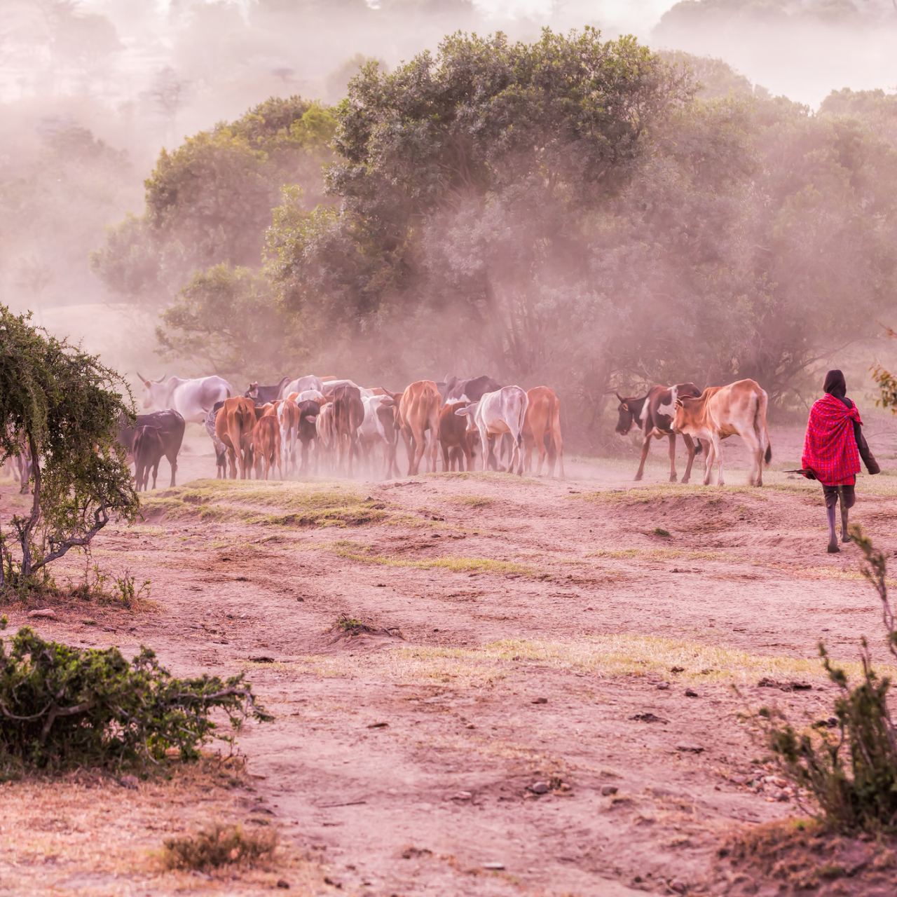 GALLERY Masai and Cattle Shutterstock