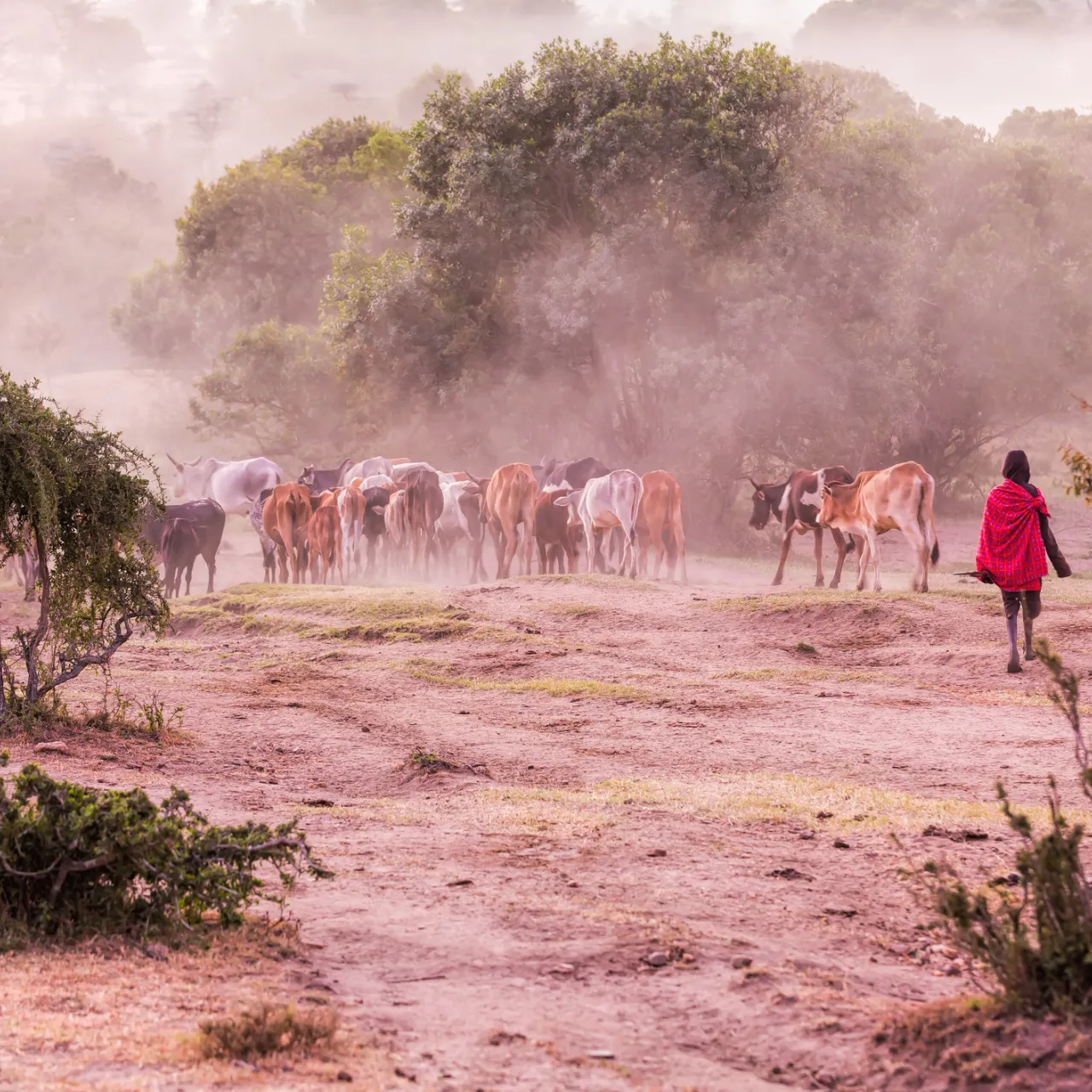 GALLERY Masai and Cattle Shutterstock