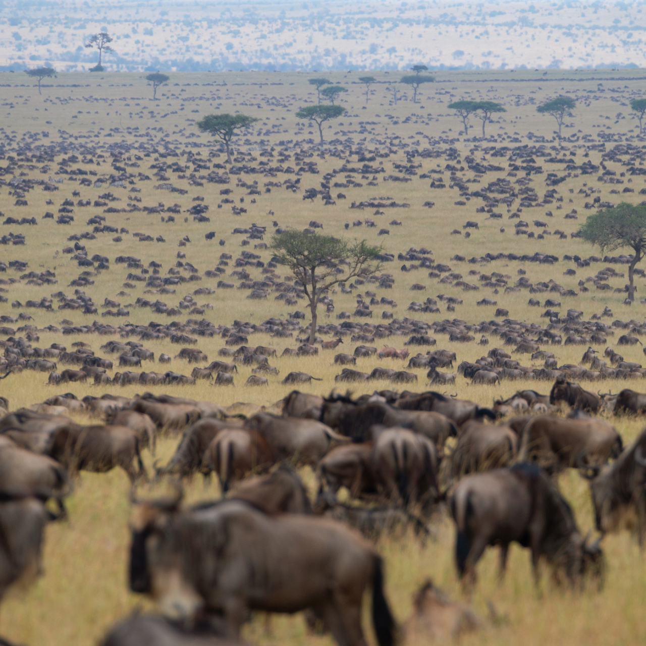 GALLERY Migration Shutterstock