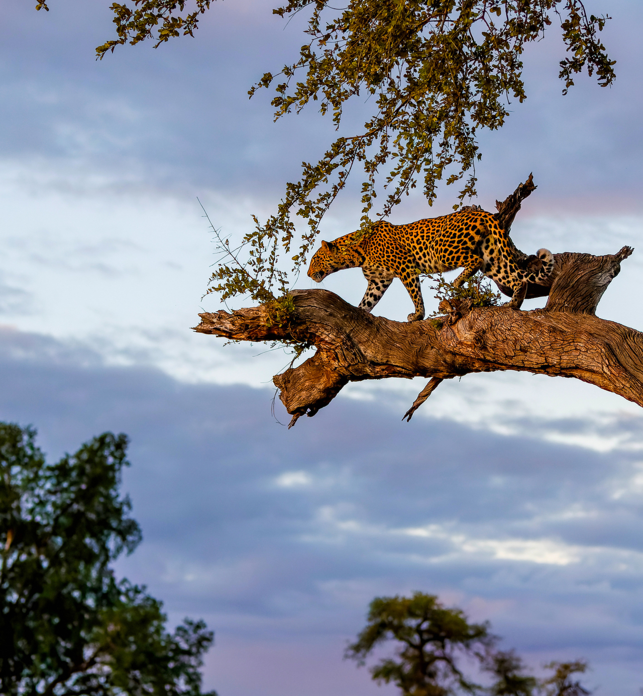 Mashatu Game Reserve