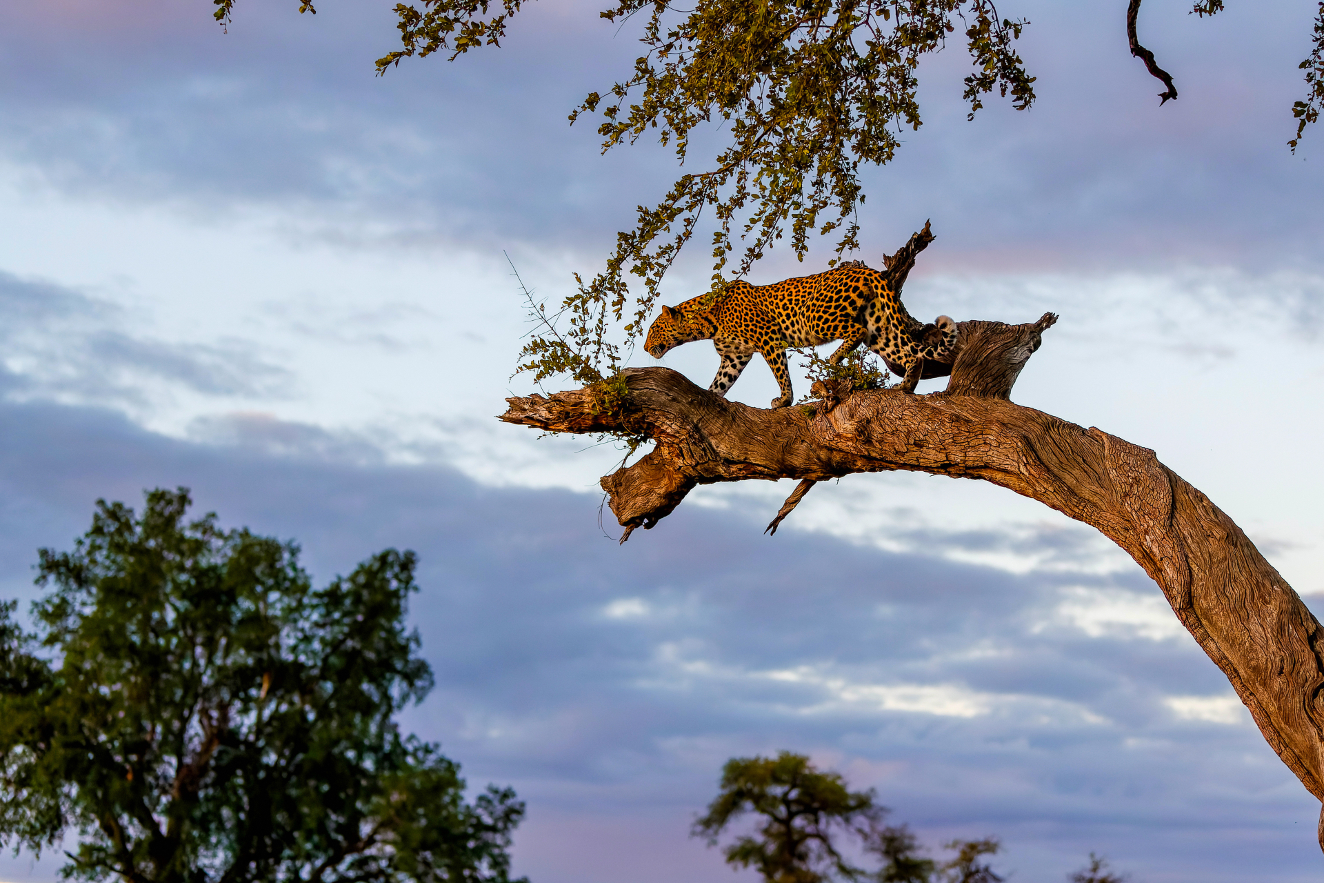 Mashatu Game Reserve, Botswana