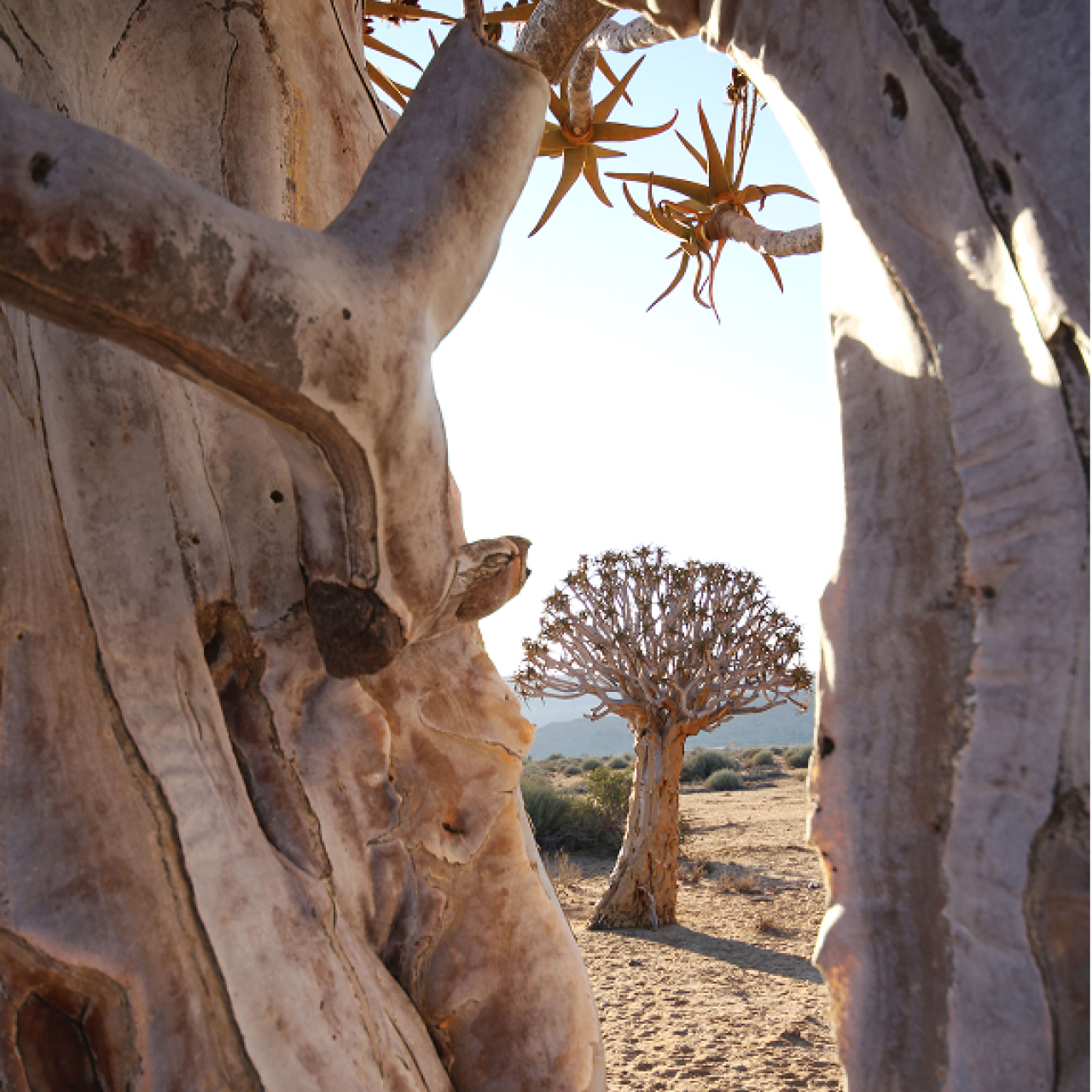 Namibian landscape 2