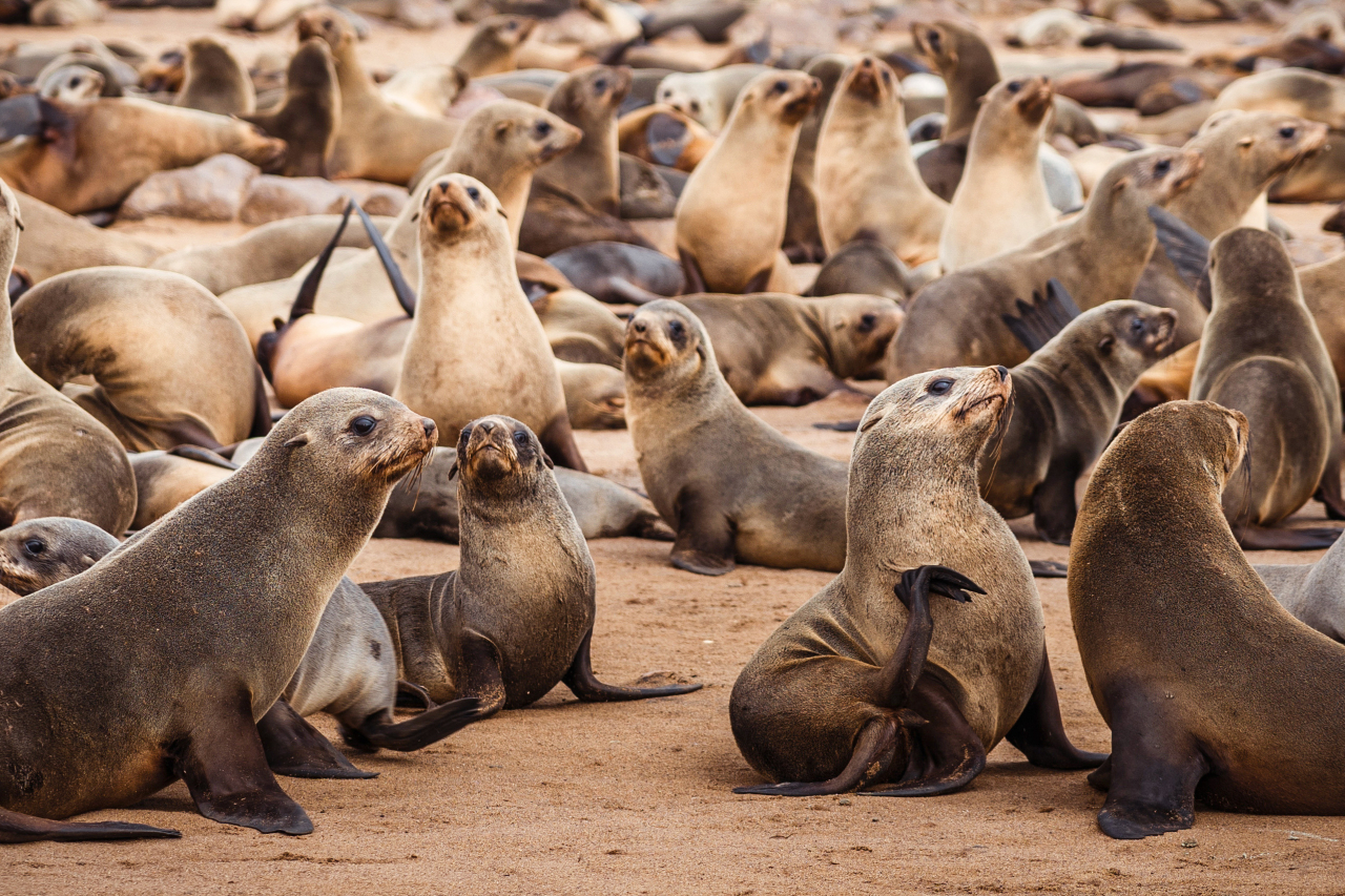 Namibian seals