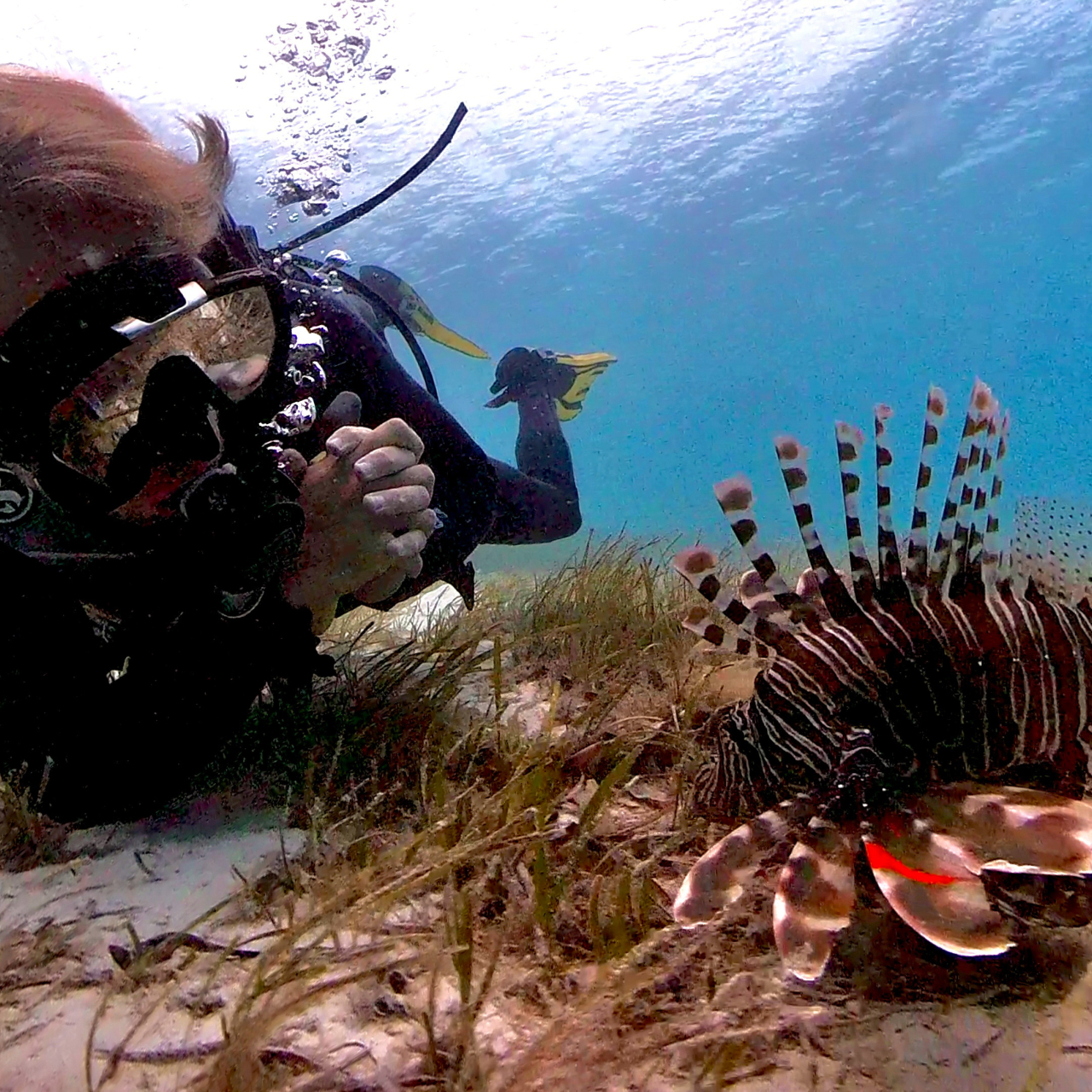 Beyond Zanzibar Mnemba Island scuba diving marinelife 12