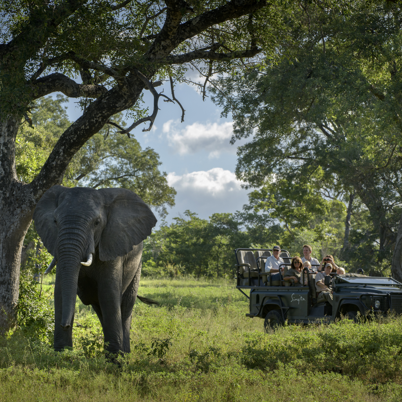 Copy of Singita Sabi Sand Elephant on Gamedrive