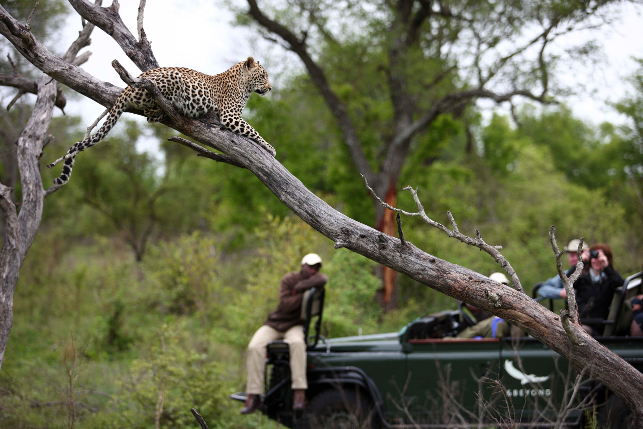 Copy of Beyond South Africa Kirkmans Kamp experience game drive leopard andbeyonder tracker 5 High Resolution Width5000px