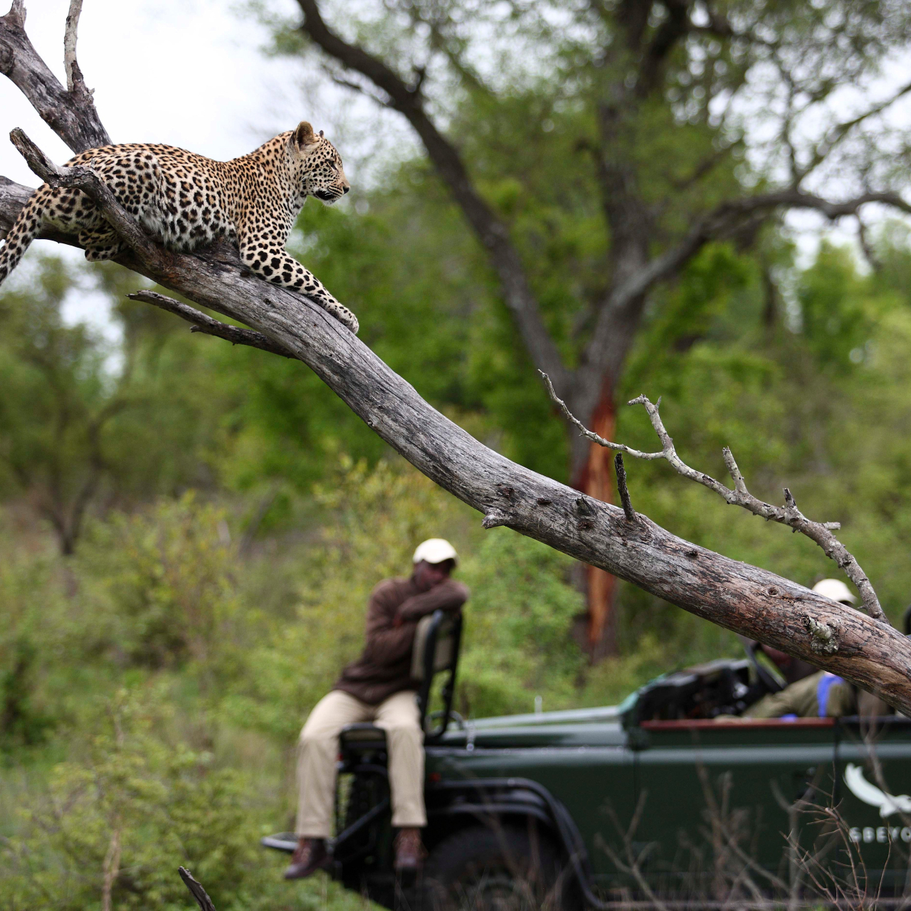 Copy of Beyond South Africa Kirkmans Kamp experience game drive leopard andbeyonder tracker 5 High Resolution Width5000px