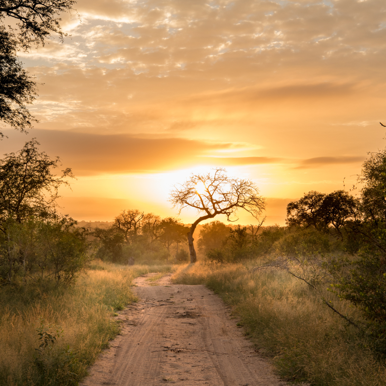 Copy of Singita Header Sabi Sand Sunrise Ross Couper