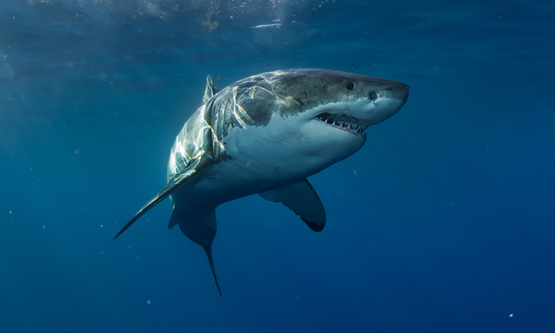 Great white shark 2