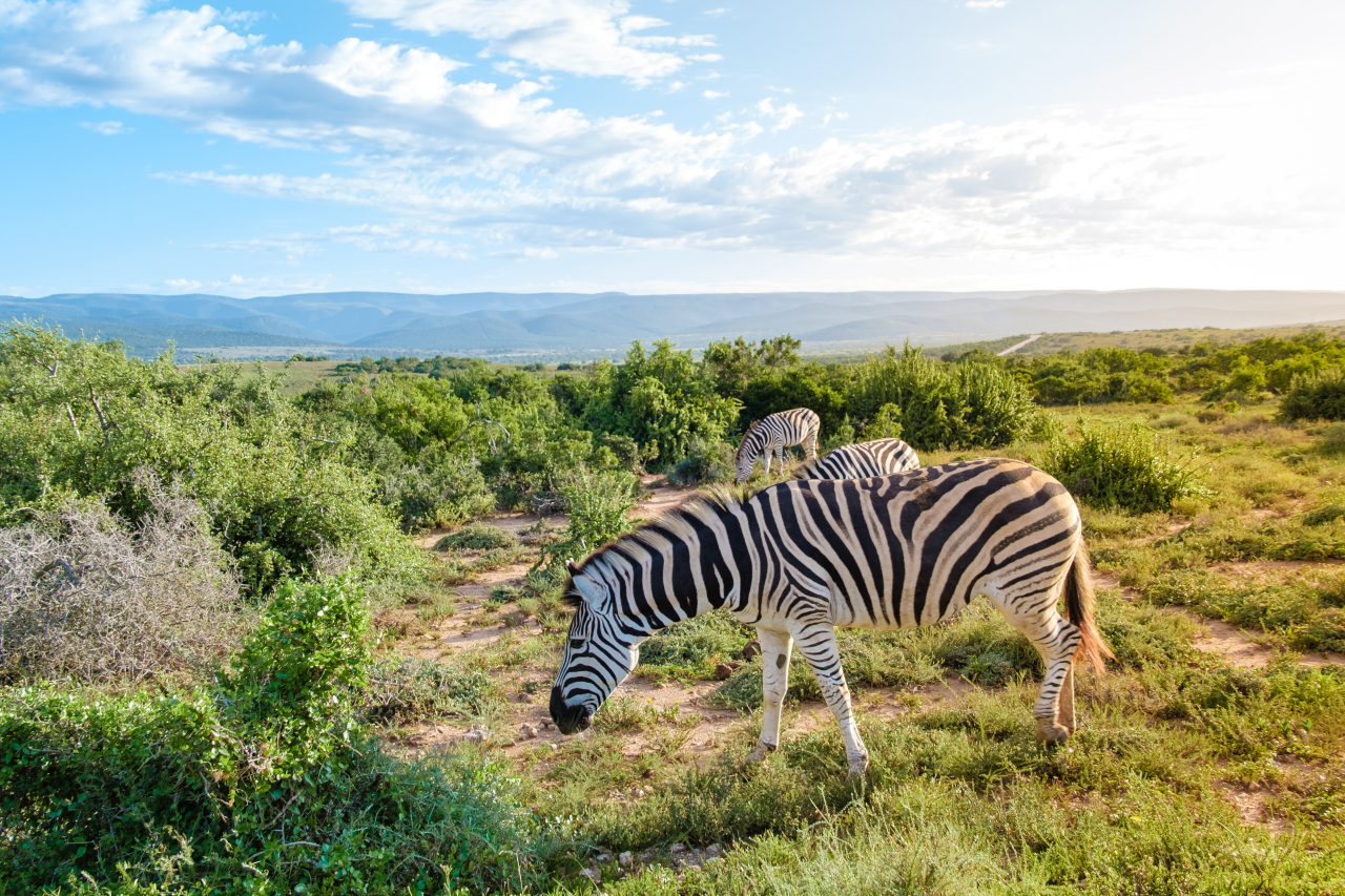 Zebra