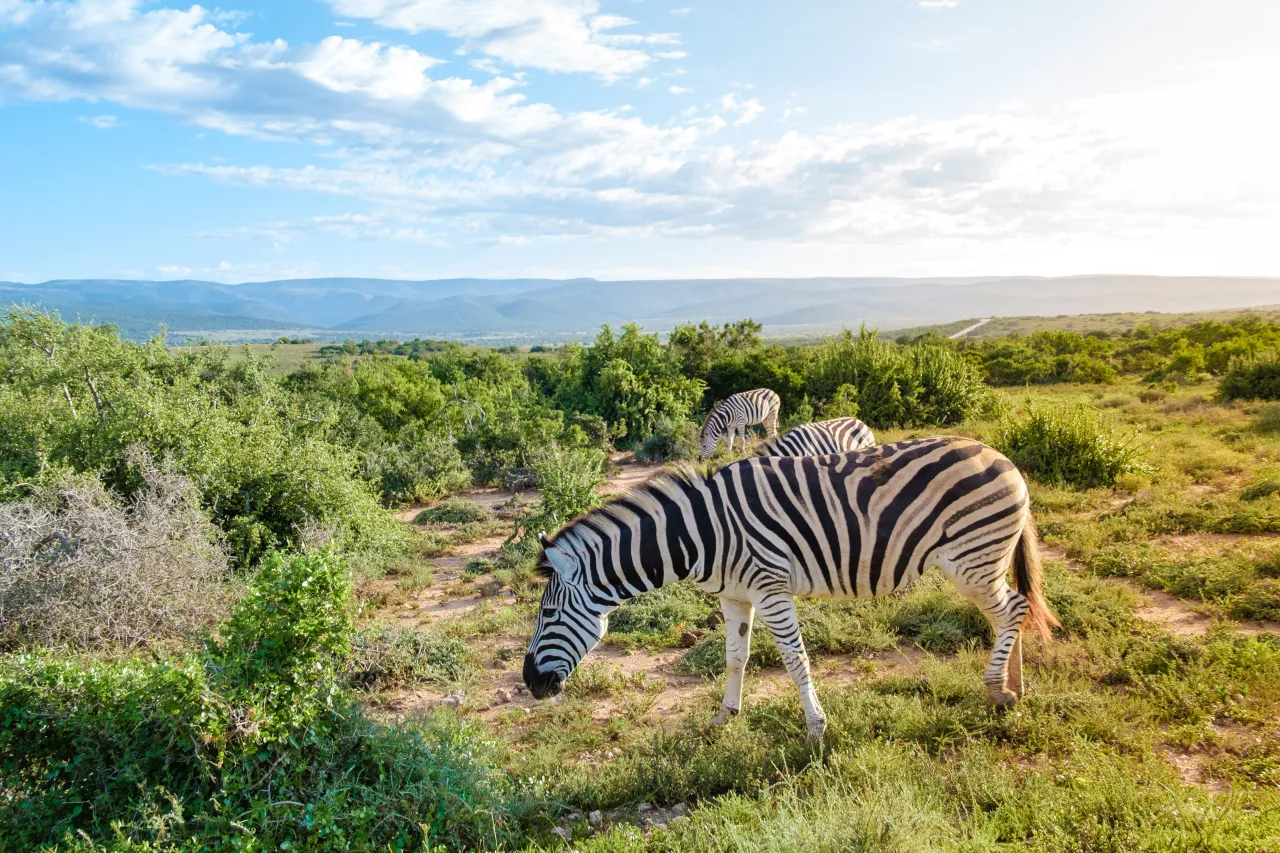 Zebra
