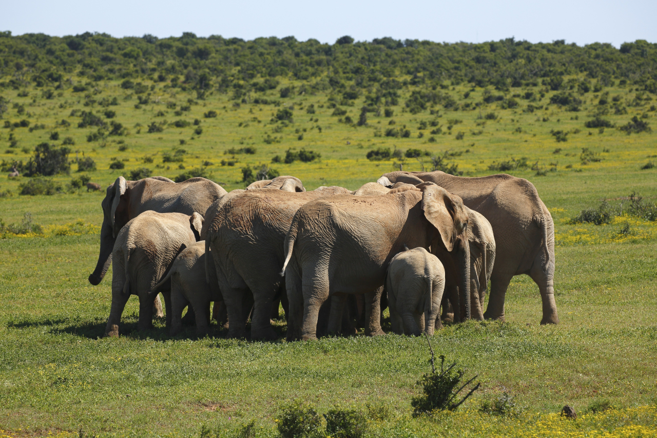 Elephanst in Addo park Justus de Cuveland