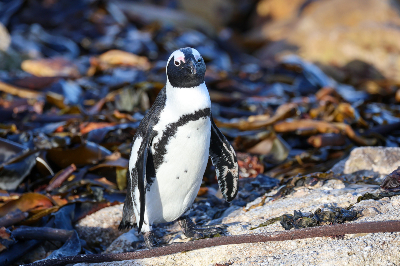 African penguin 2 flowcomm y