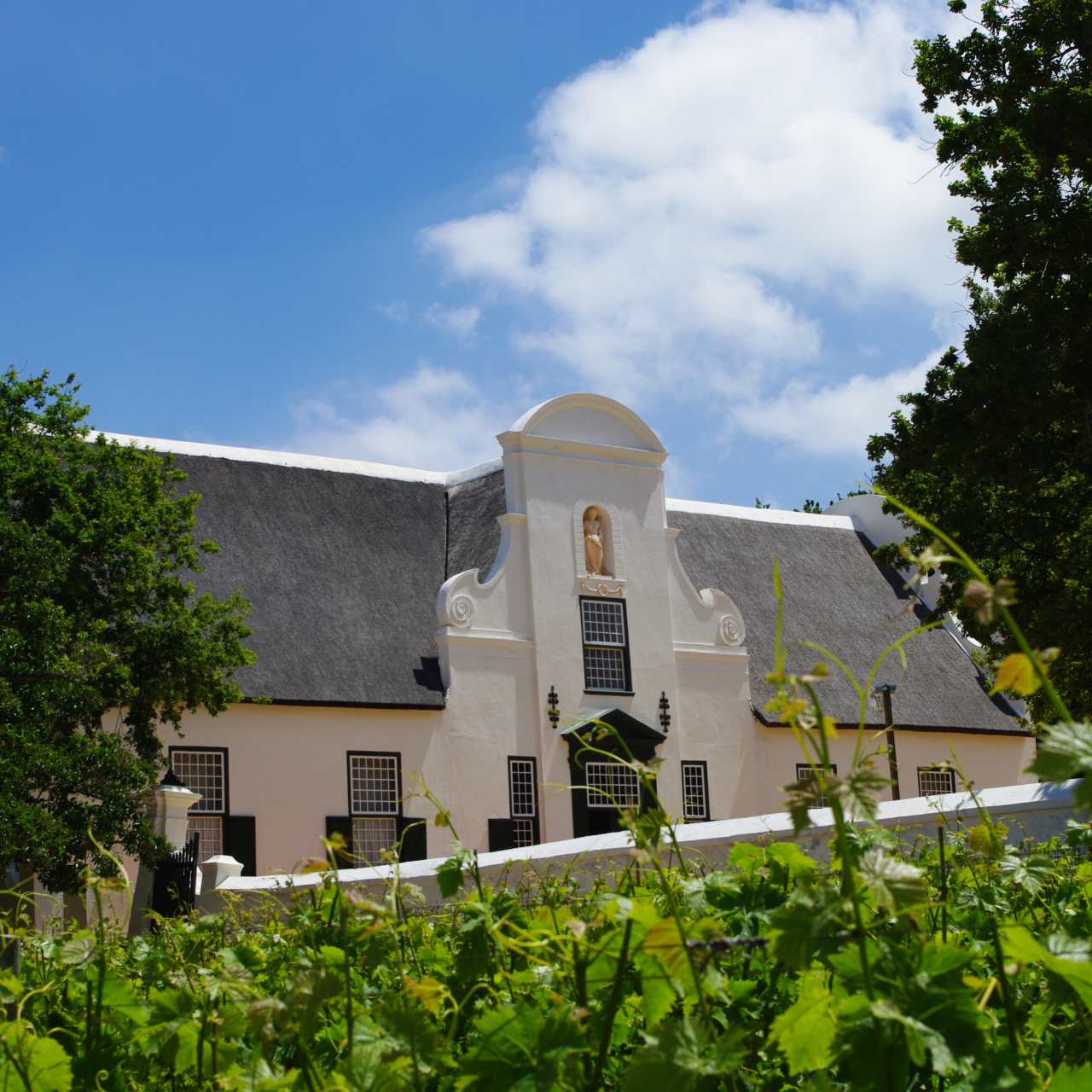 Groot Constantia Timothy