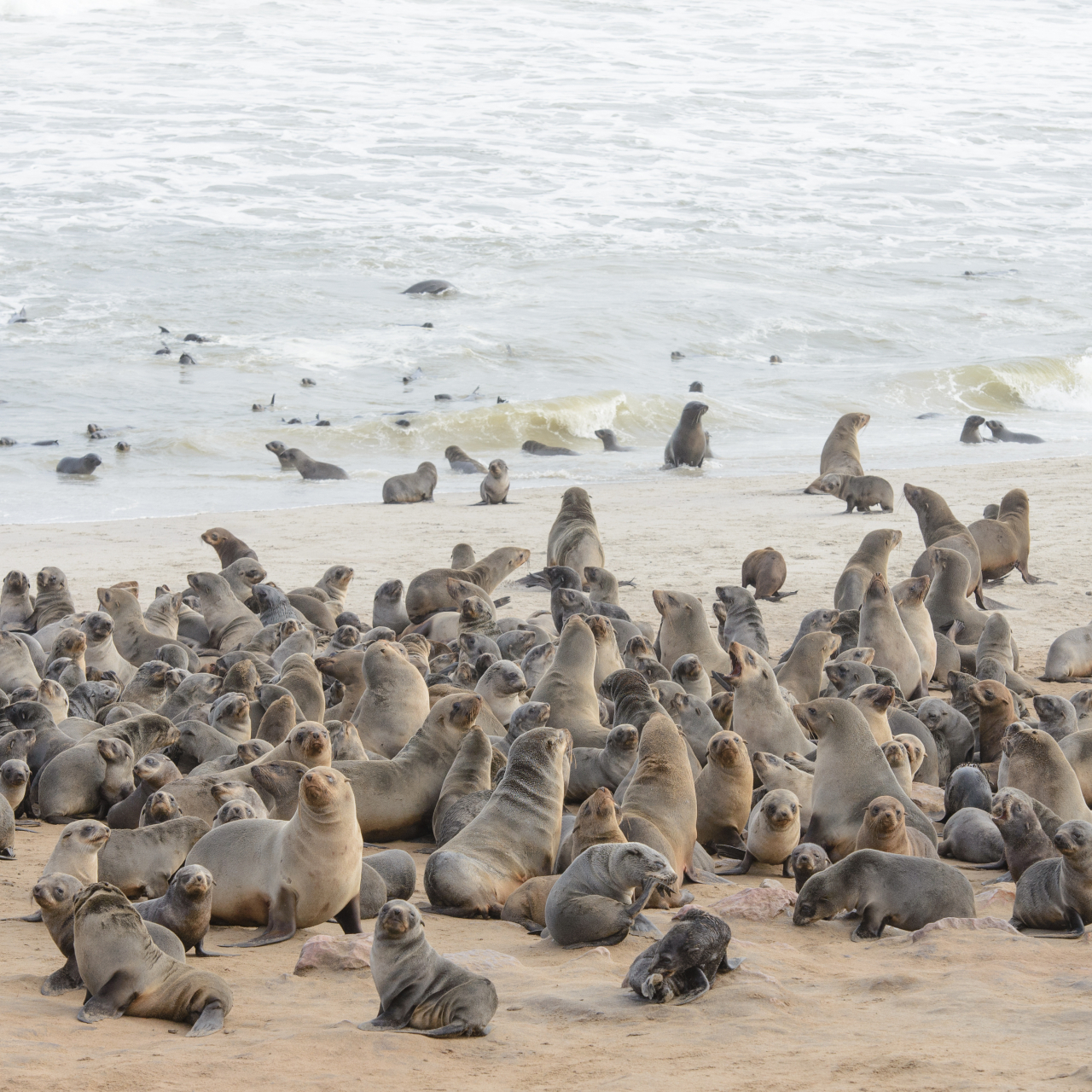 Cape fur seals Christy Lang Photos