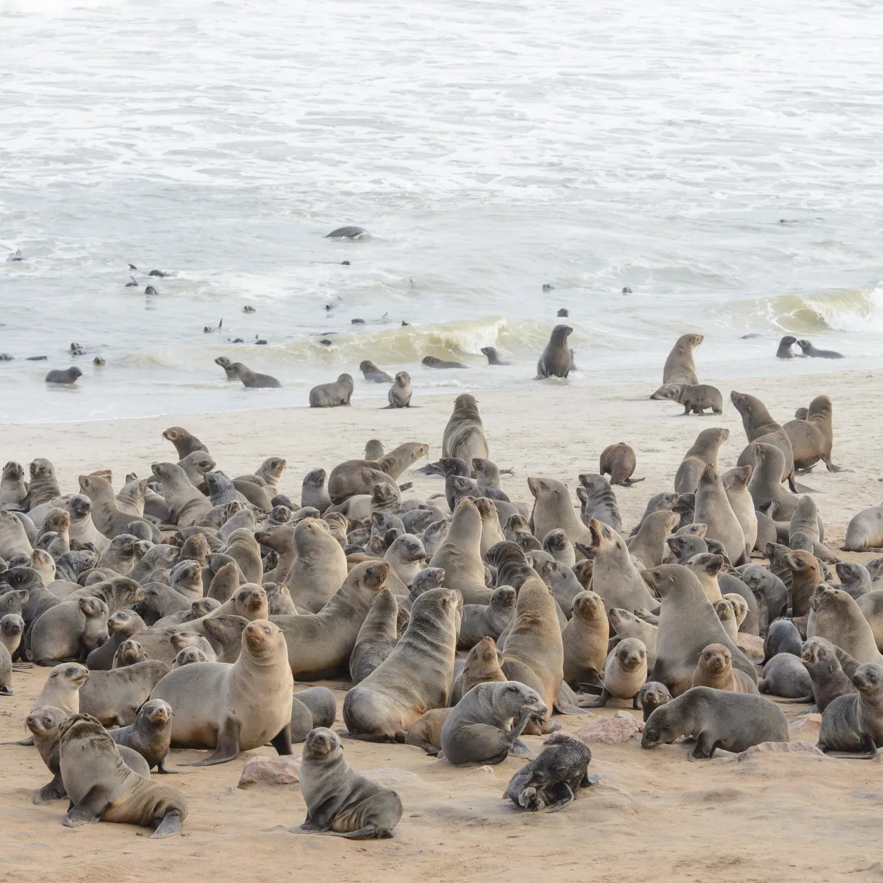 Cape fur seals Christy Lang Photos