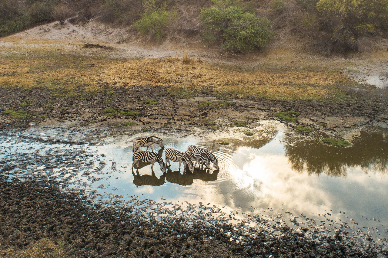 Desertand Delta crop image to focus on zebra only and no units in back