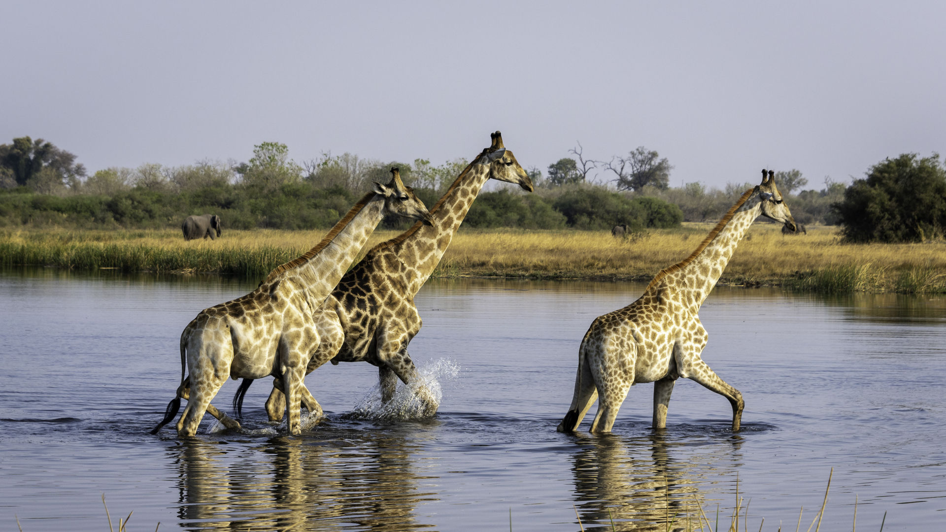 Why the Okavango Delta should be on your Africa travel bucket list